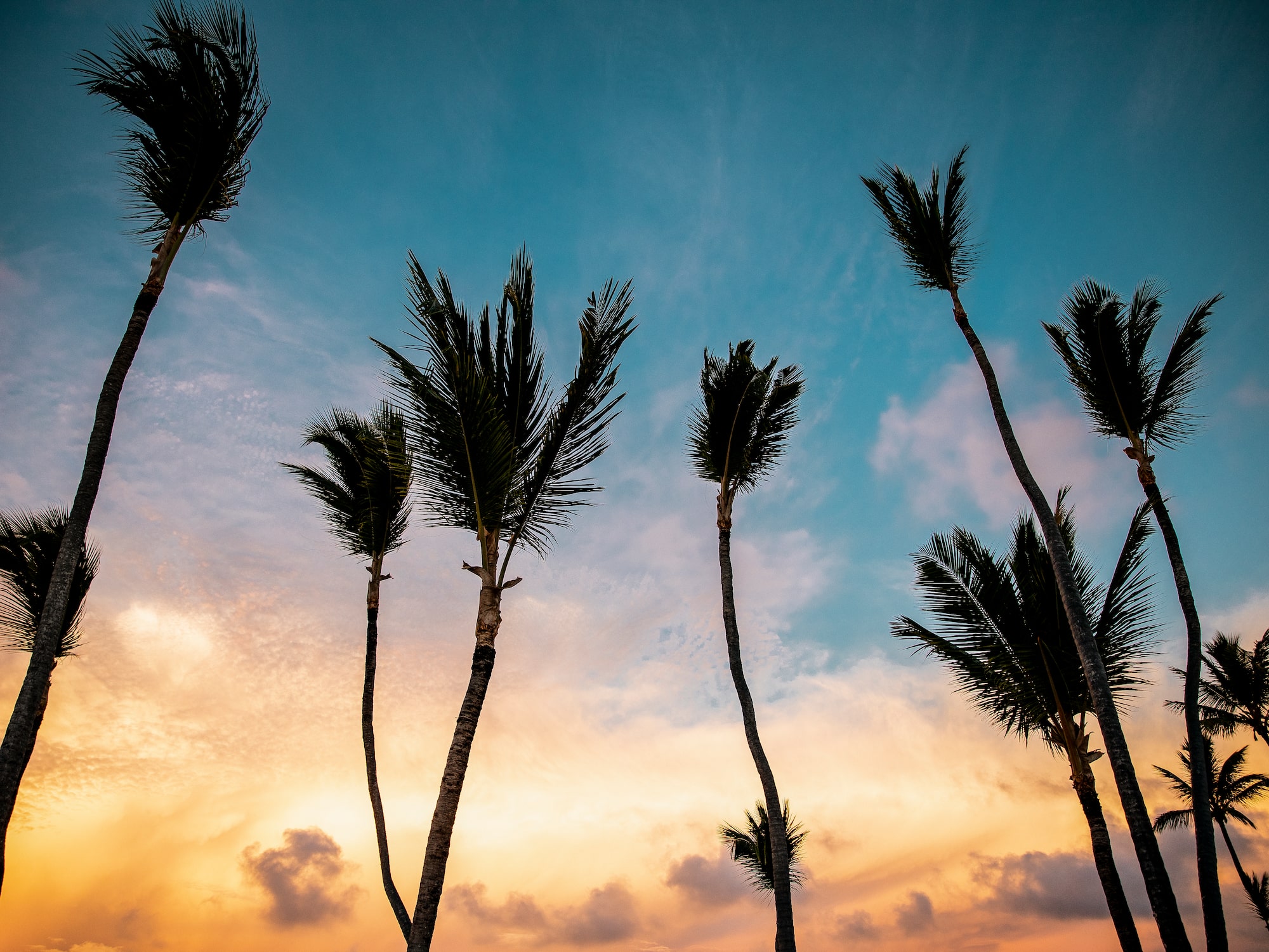 palm trees in the sky