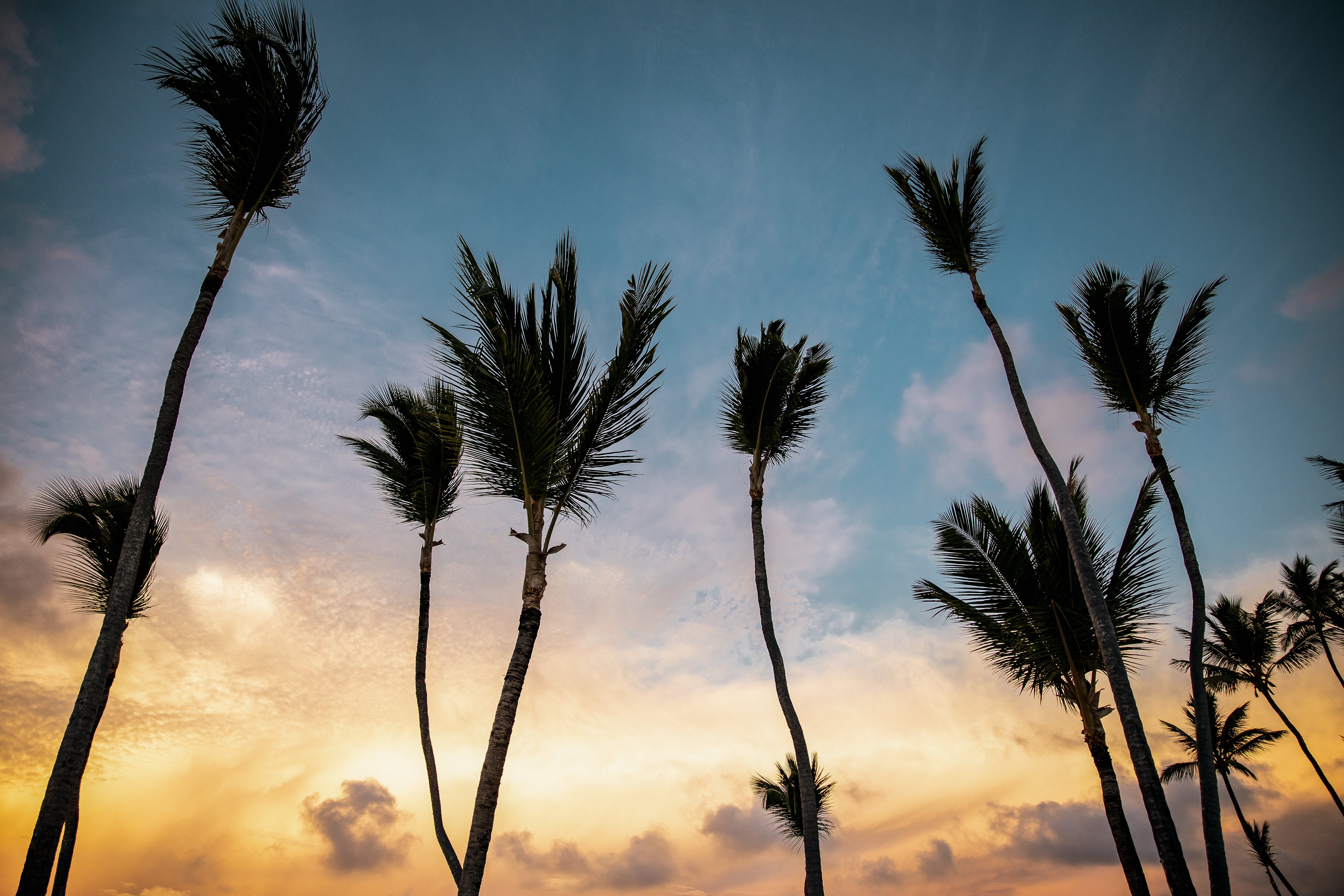 palm trees in the sky