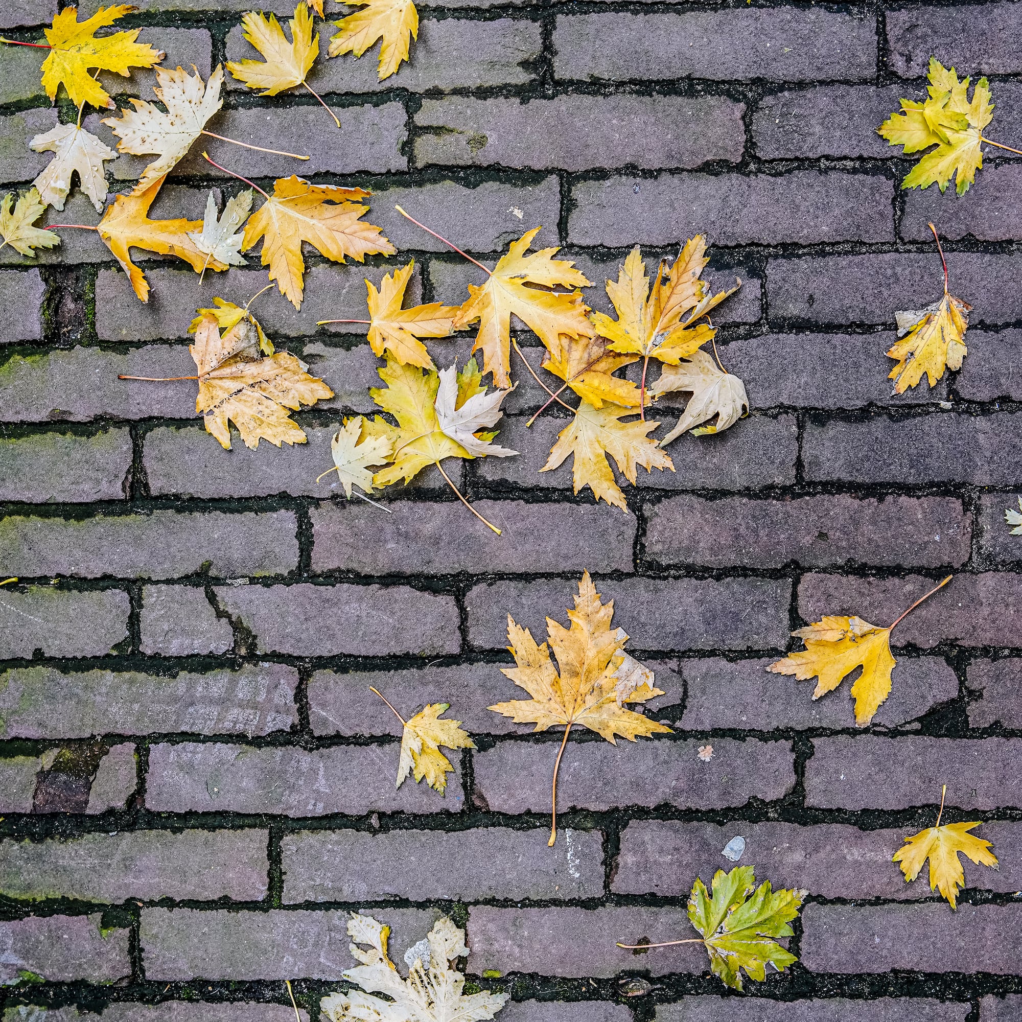 yellow leaves on a brick surface