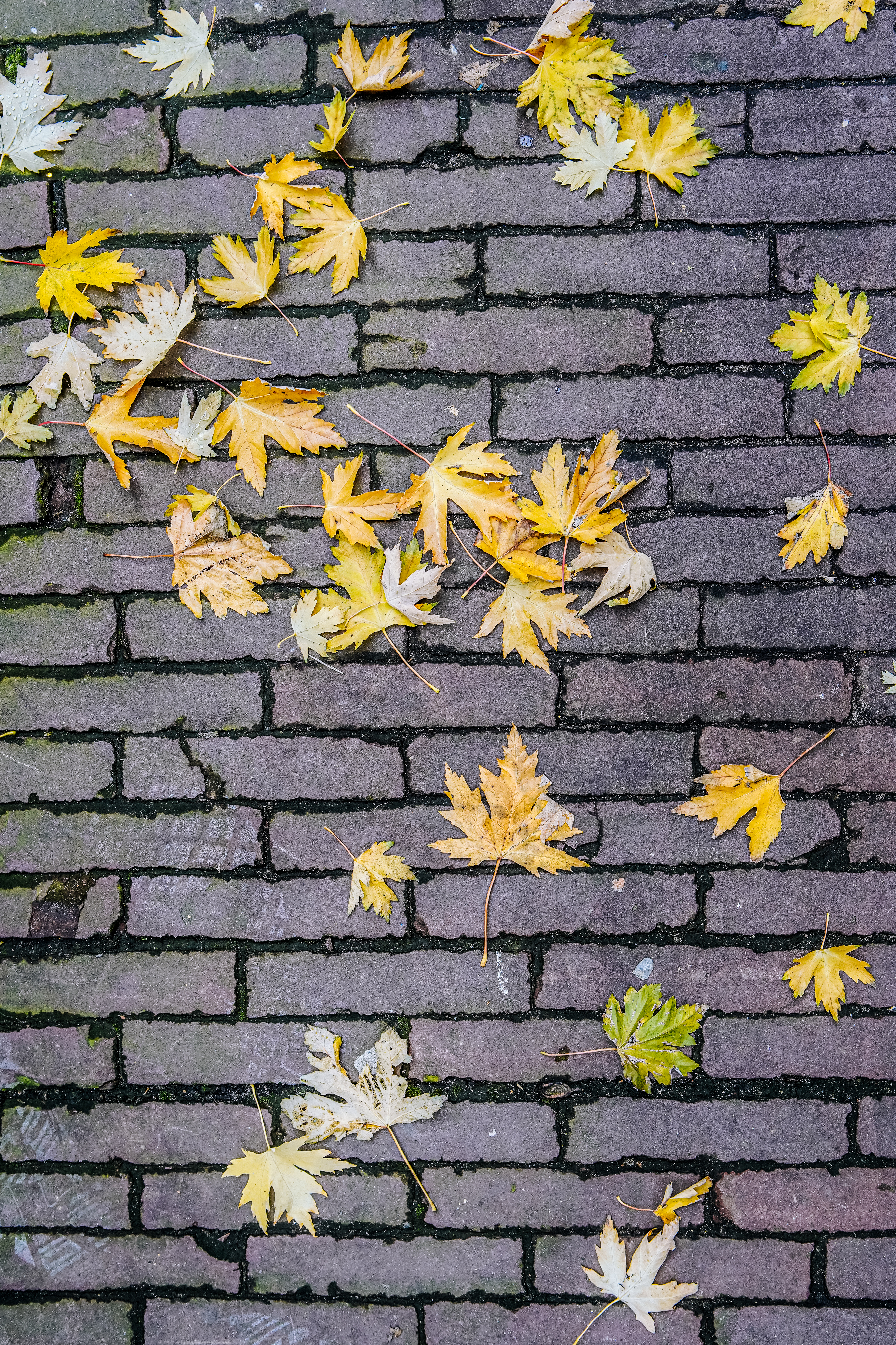 yellow leaves on a brick surface