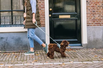 a woman walking a dog on a leash