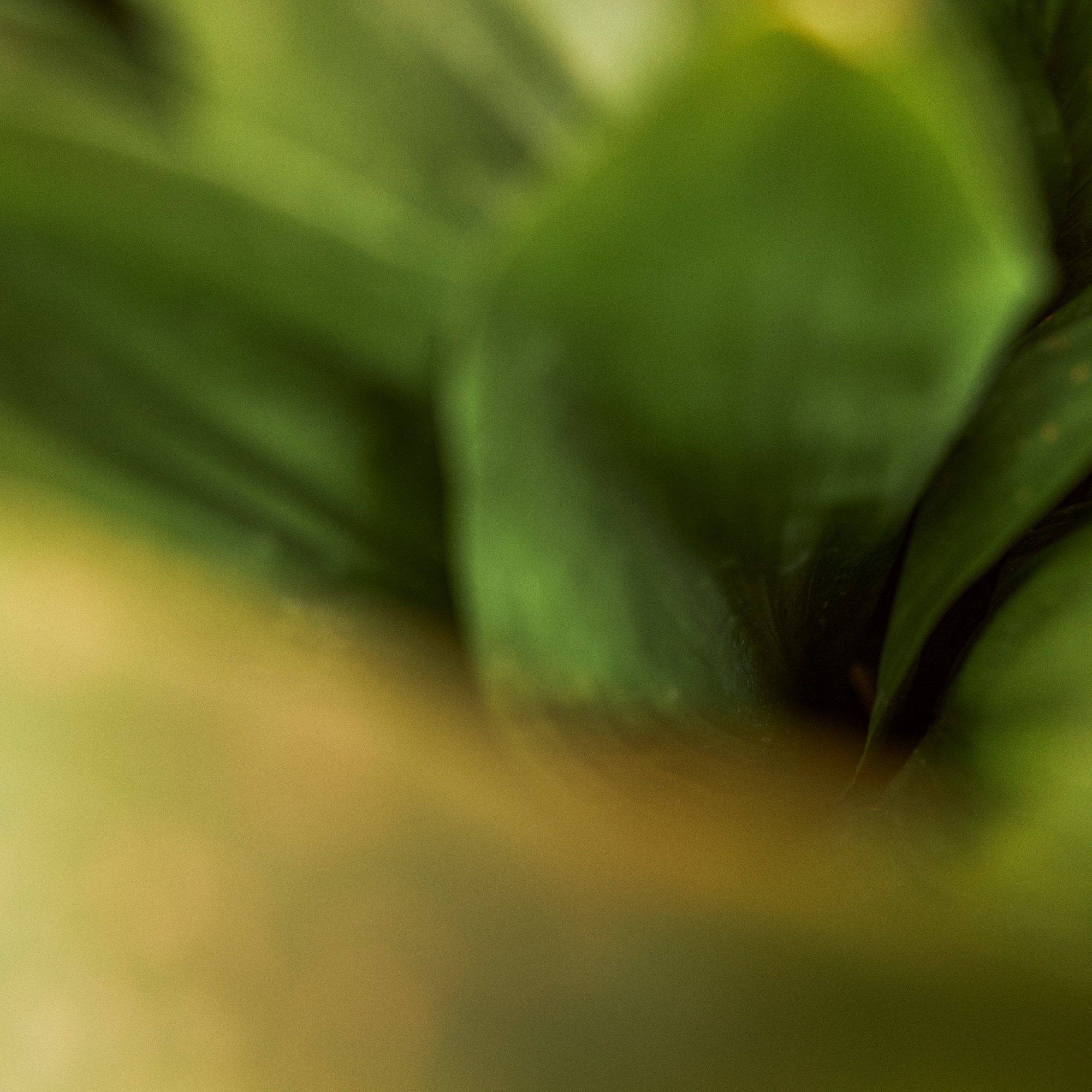 a close up of a green plant