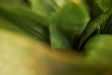 a close up of a green plant