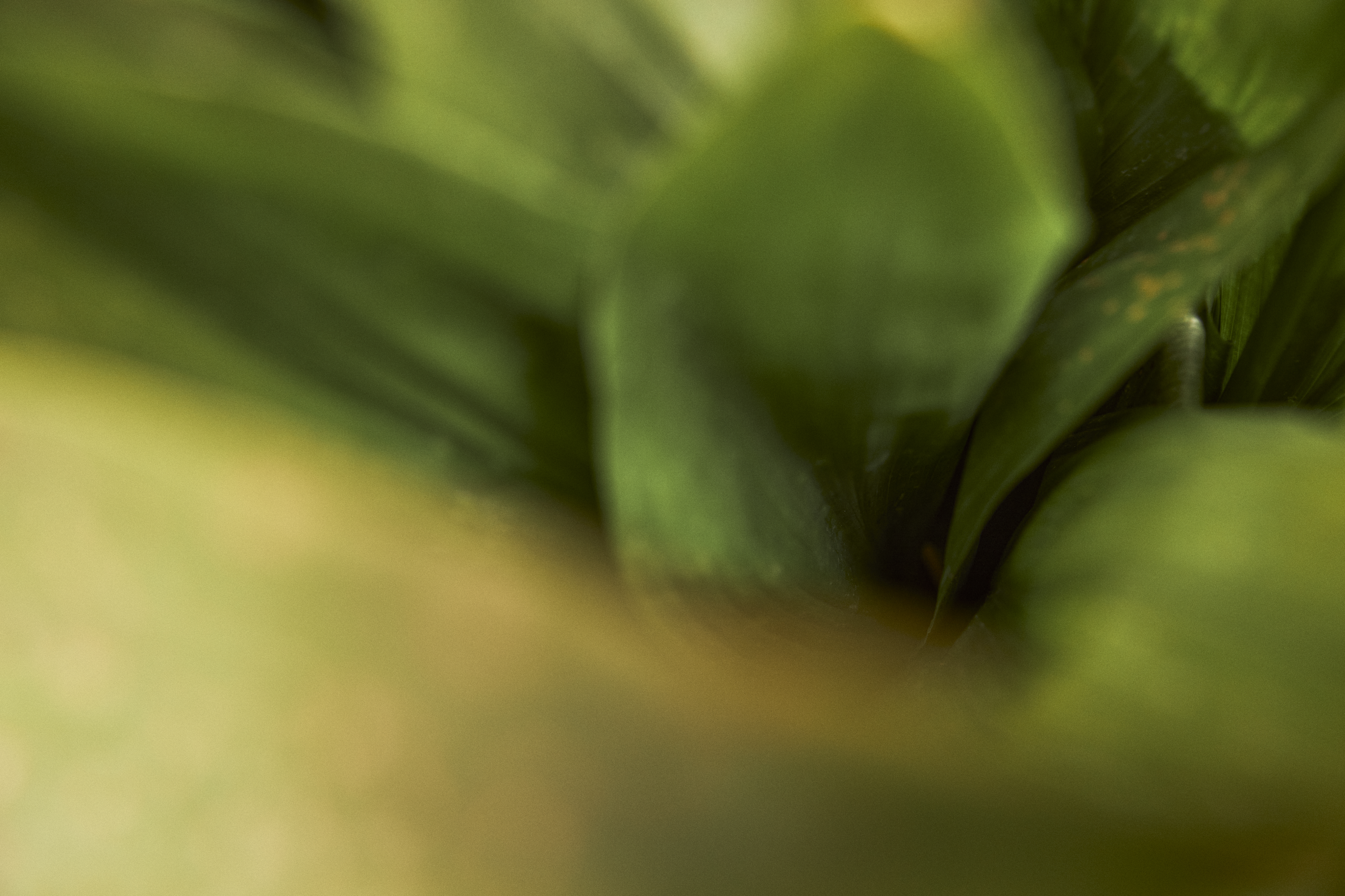 a close up of a green plant