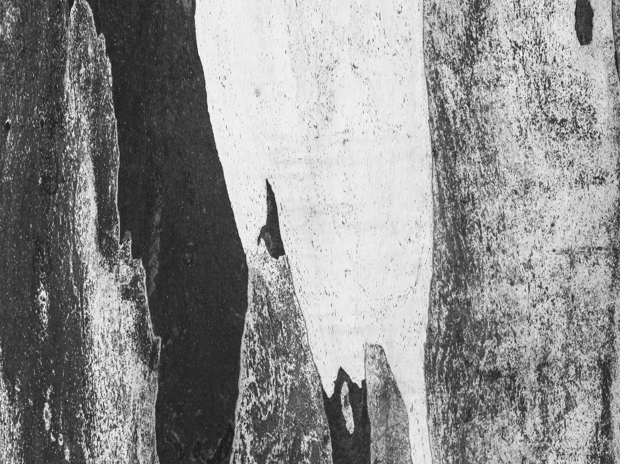 a close-up of a tree bark