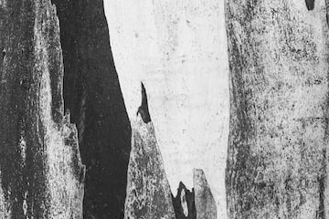 a close-up of a tree bark