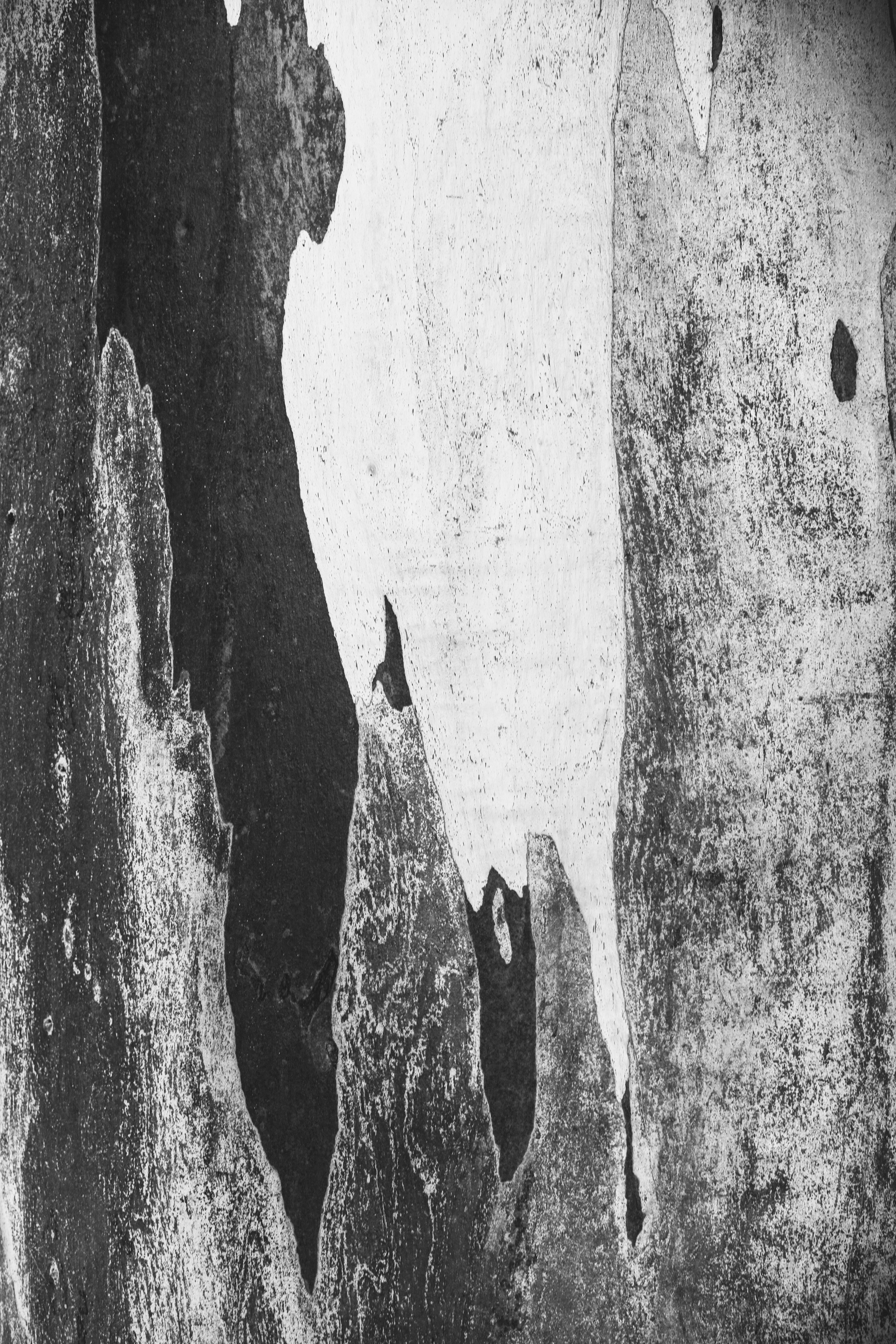 a close-up of a tree bark