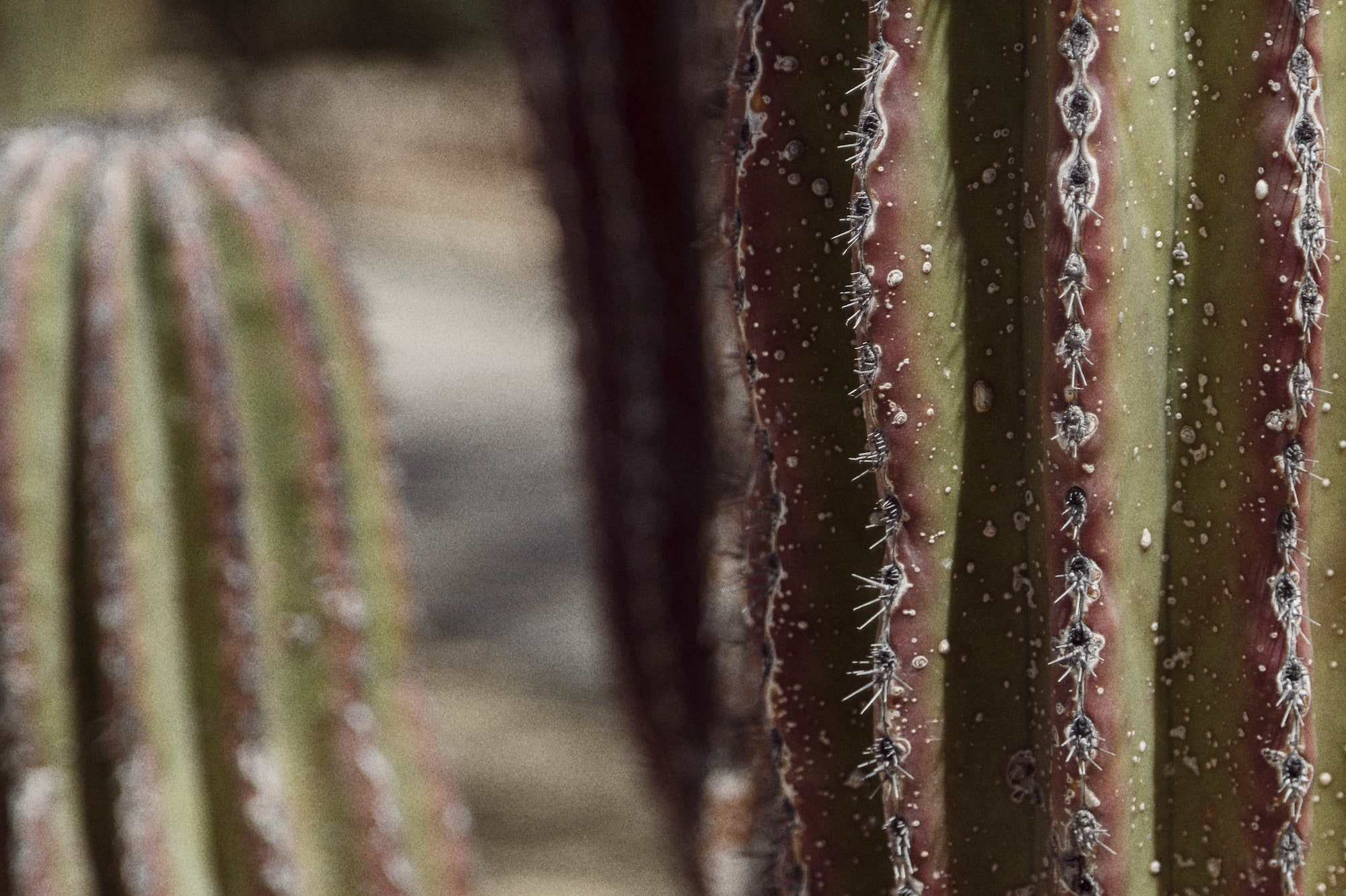 a close up of a cactus