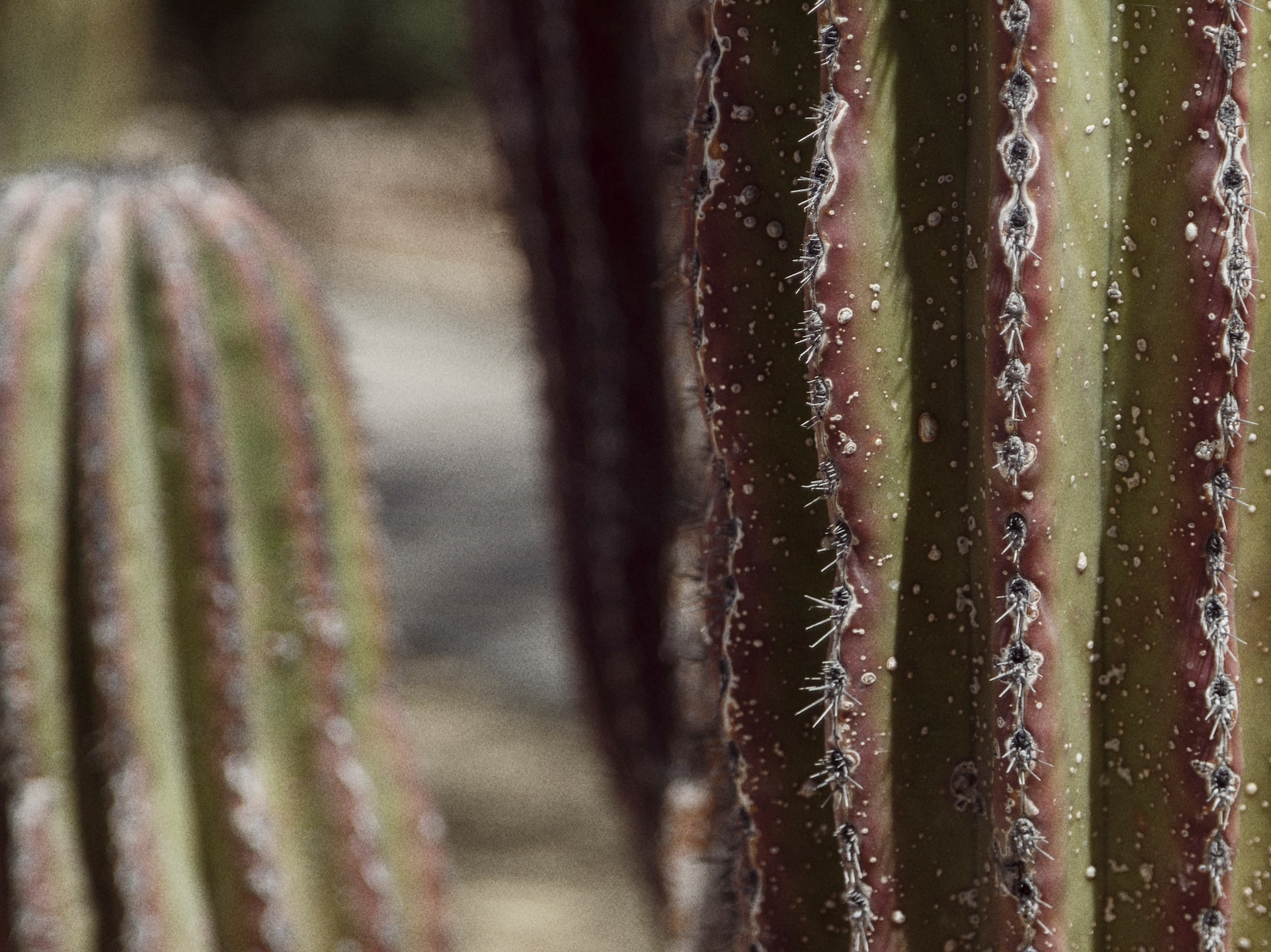 a close up of a cactus