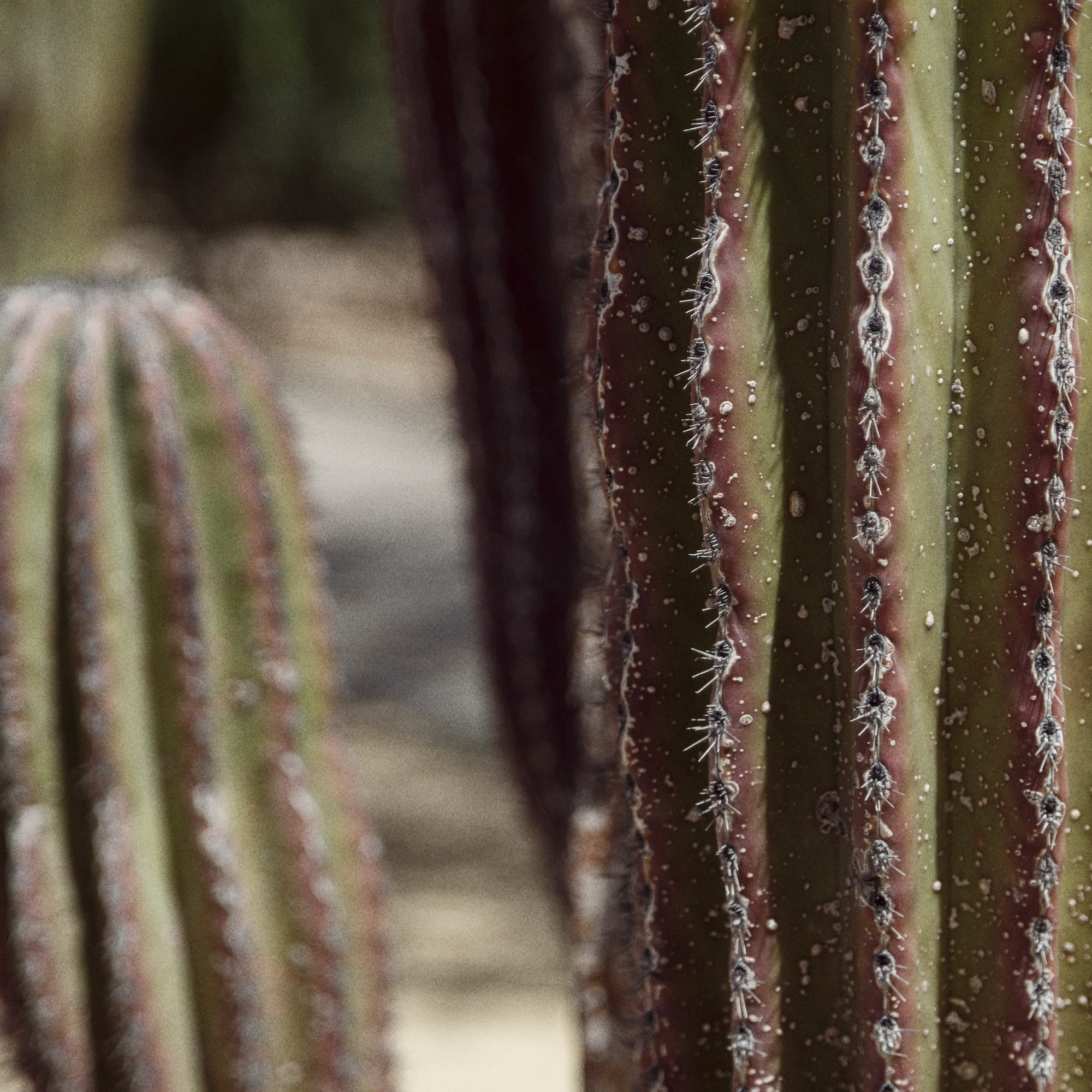 a close up of a cactus