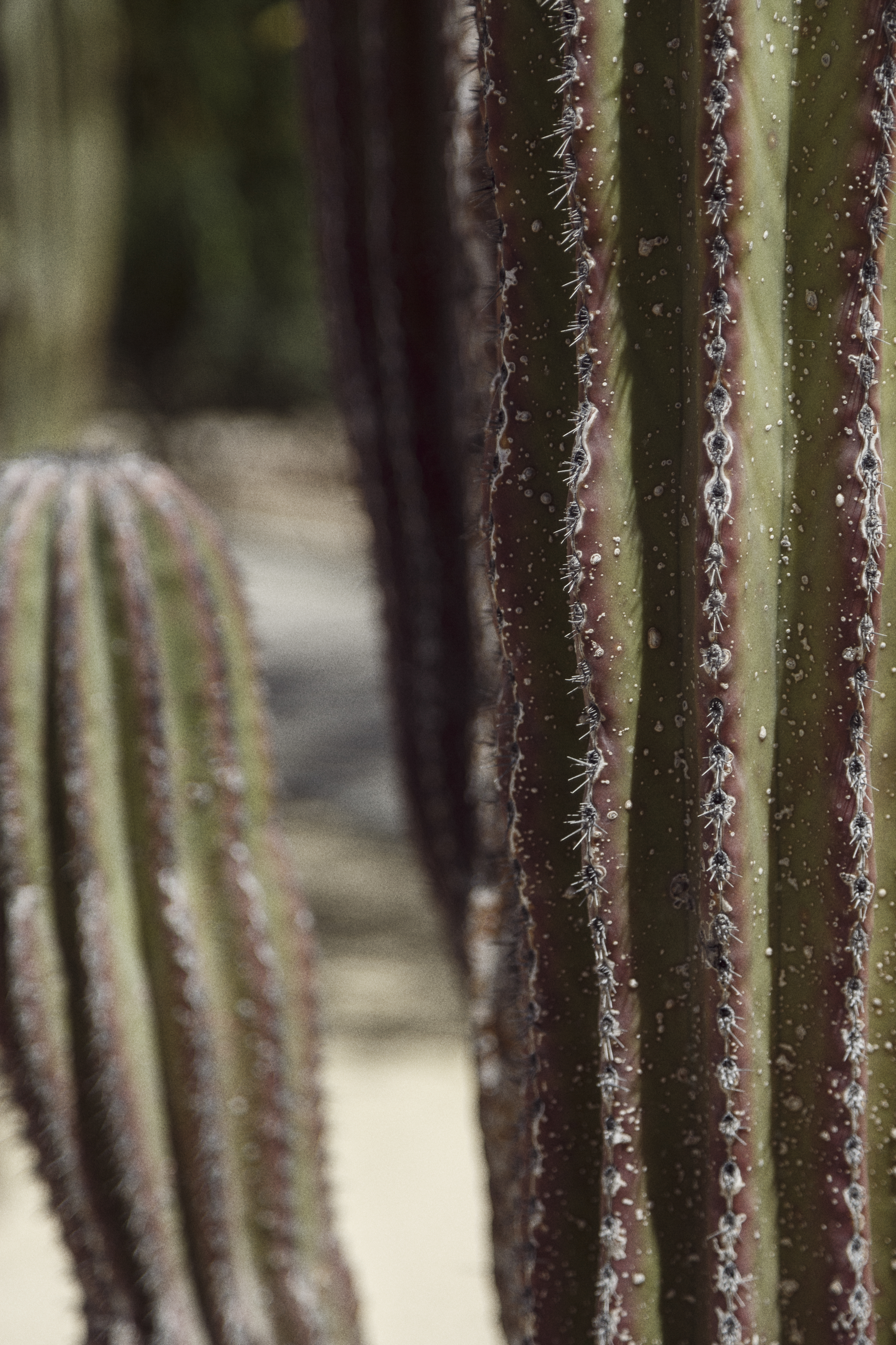 a close up of a cactus