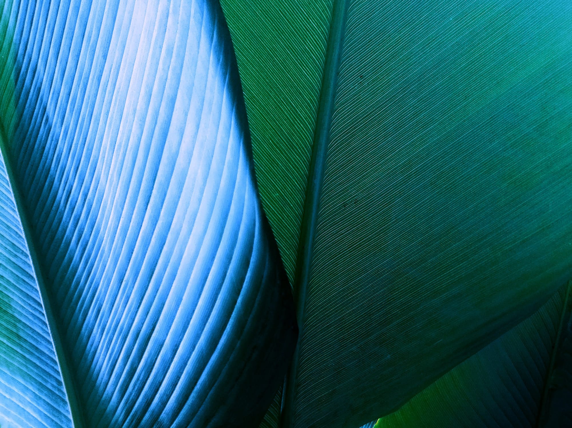 close up of a leaf