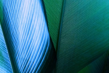 close up of a leaf