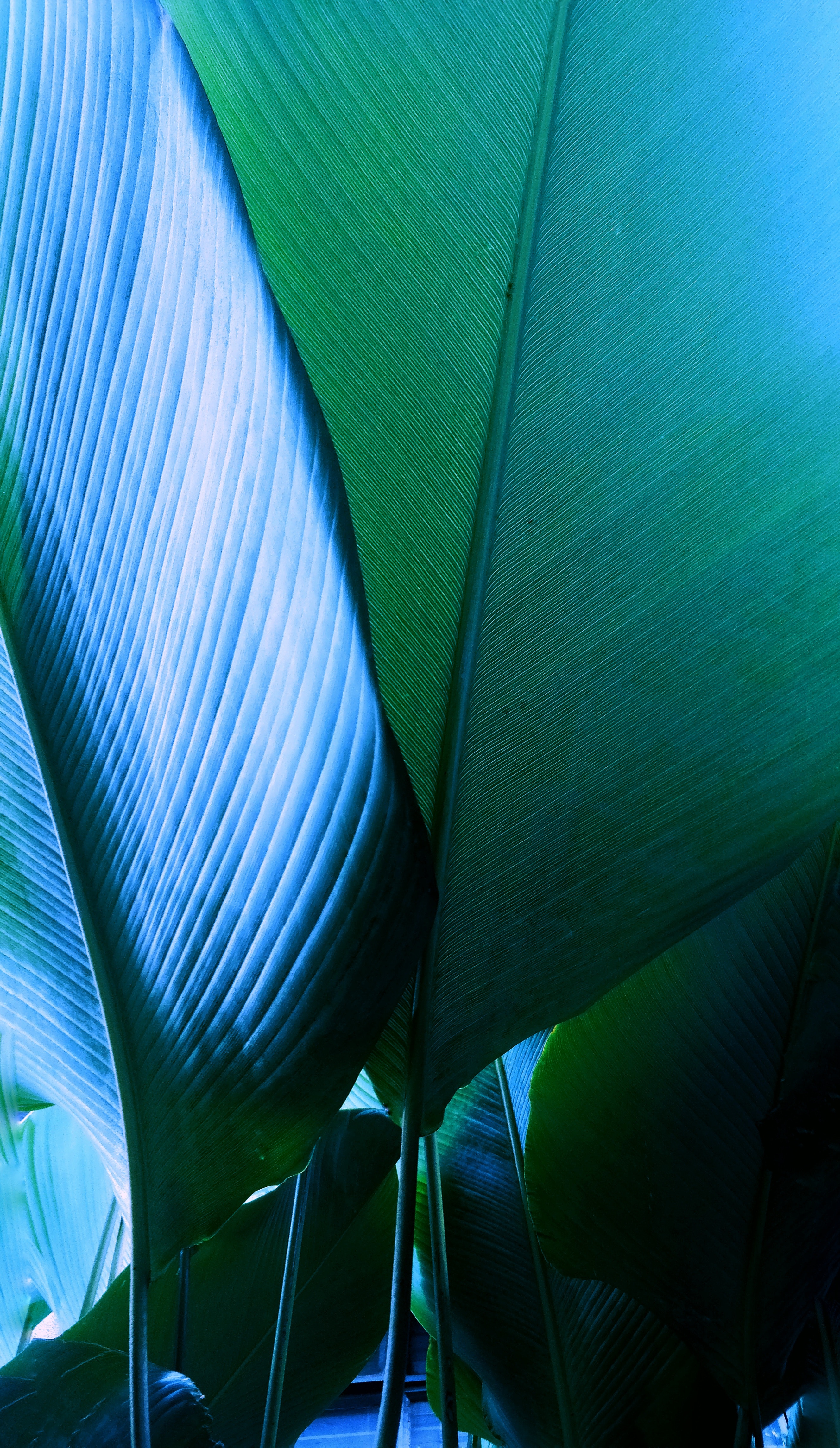 close up of a leaf