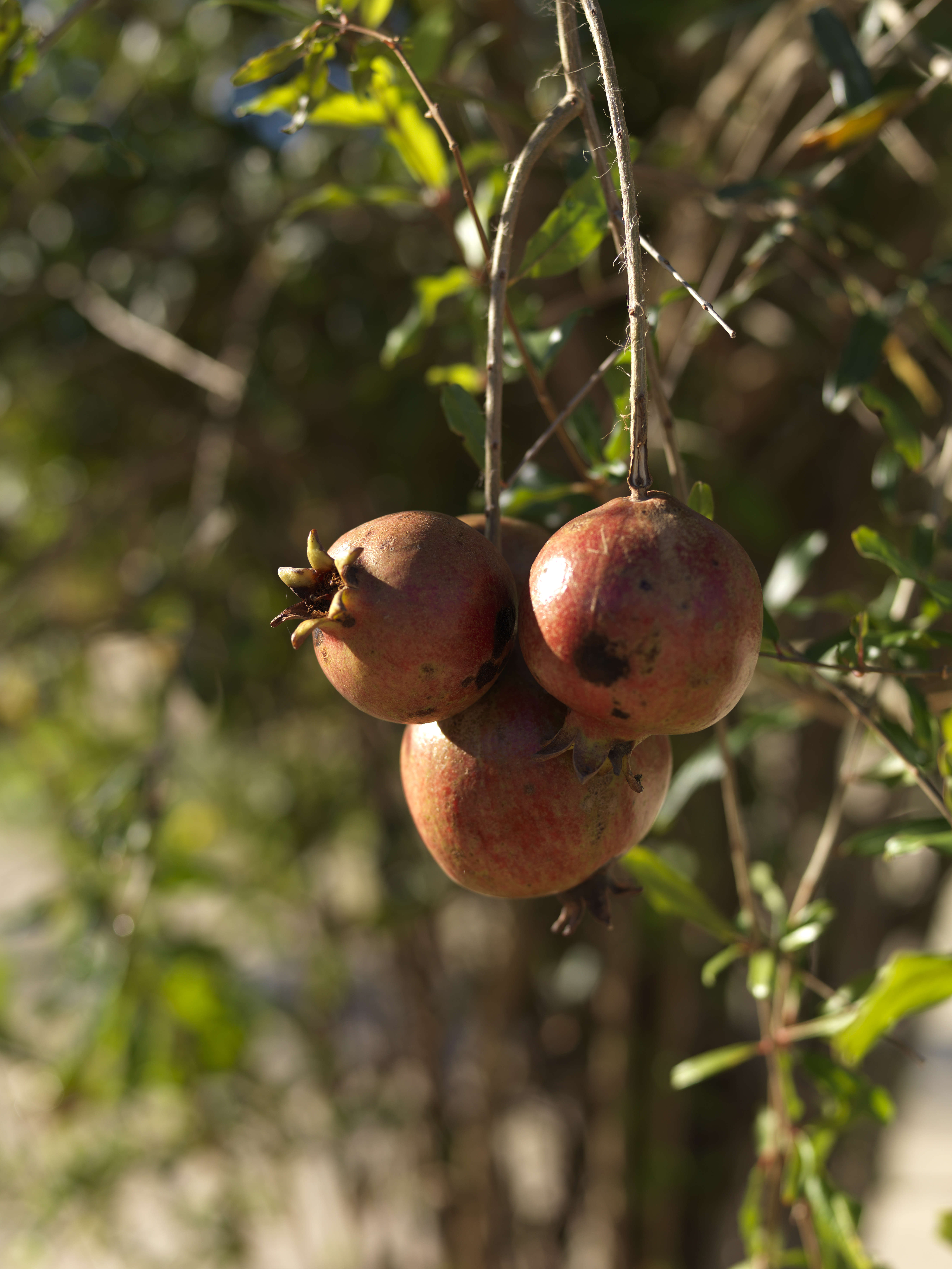 a group of pomegranates on a tree