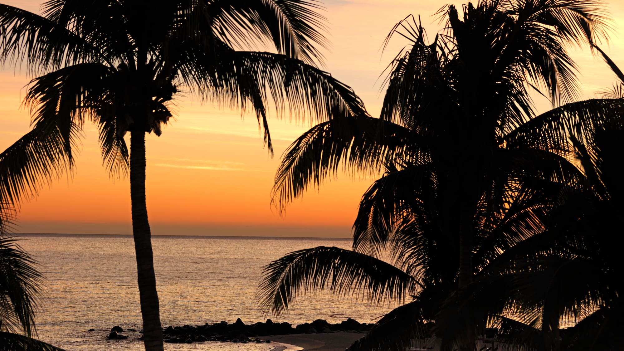 palm trees on a beach
