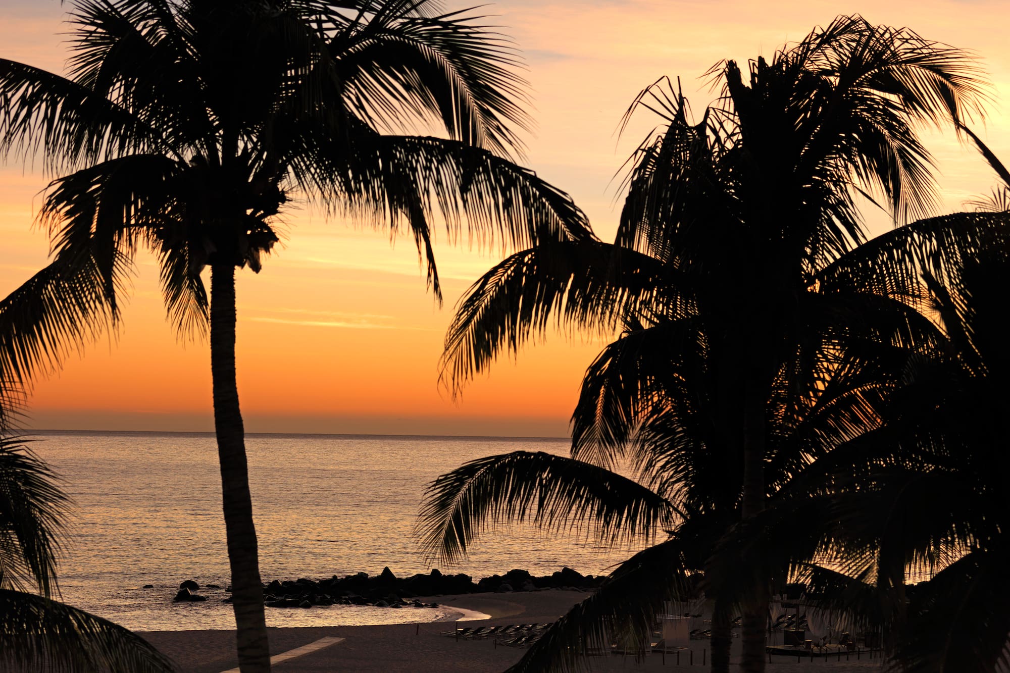 palm trees on a beach