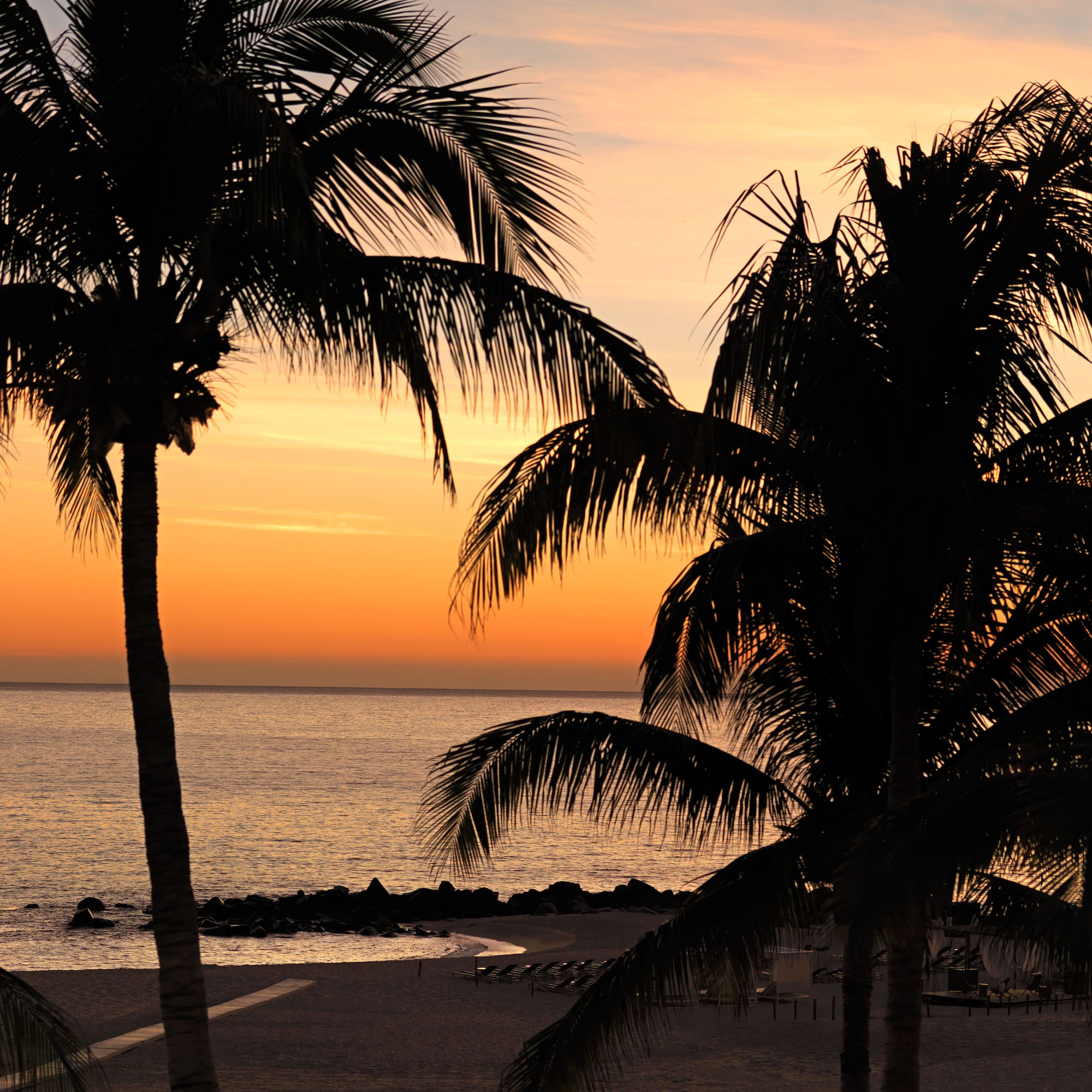 palm trees on a beach