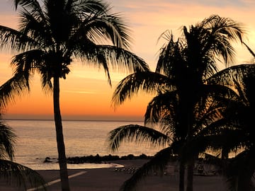 palm trees on a beach