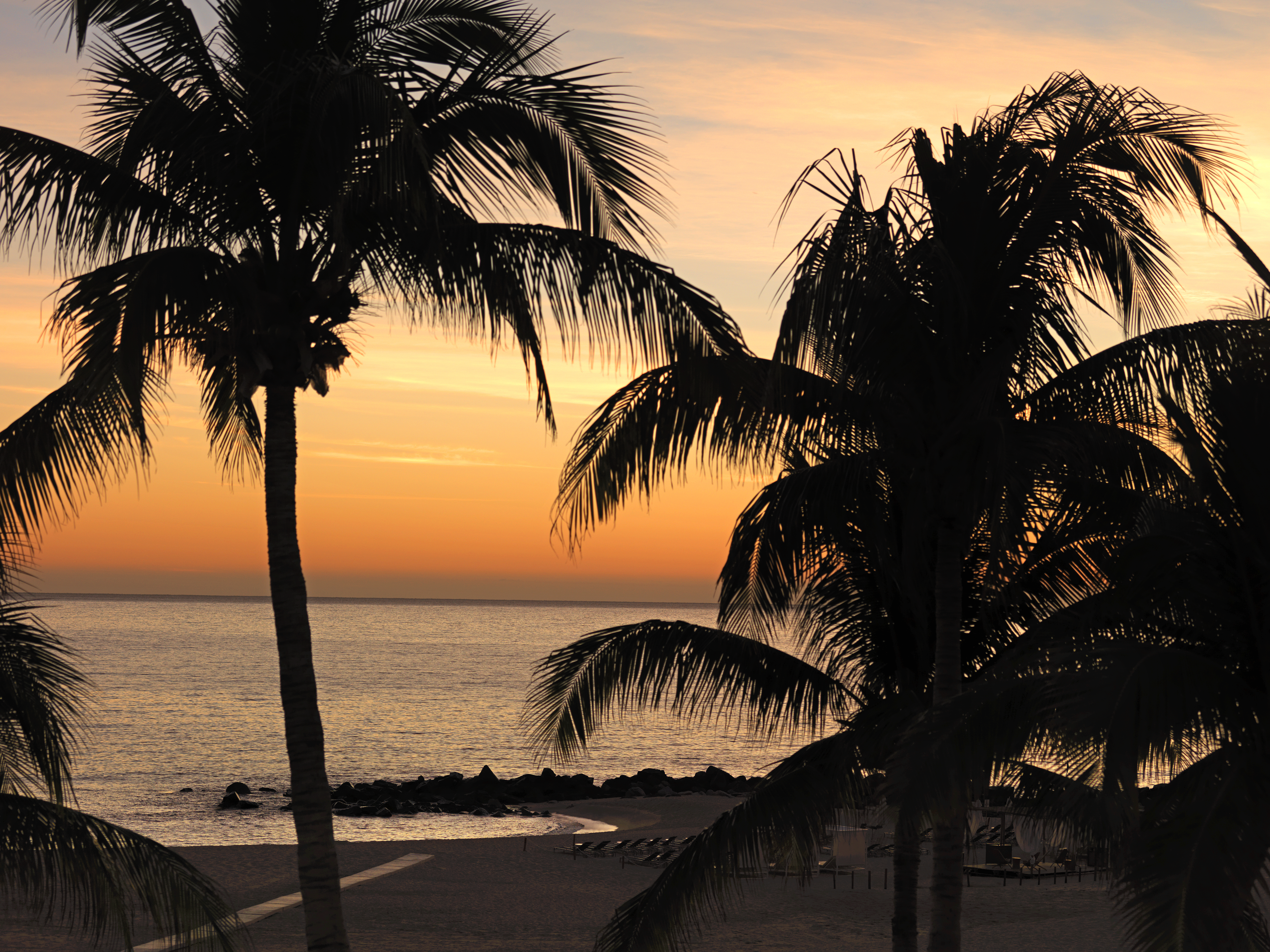 palm trees on a beach
