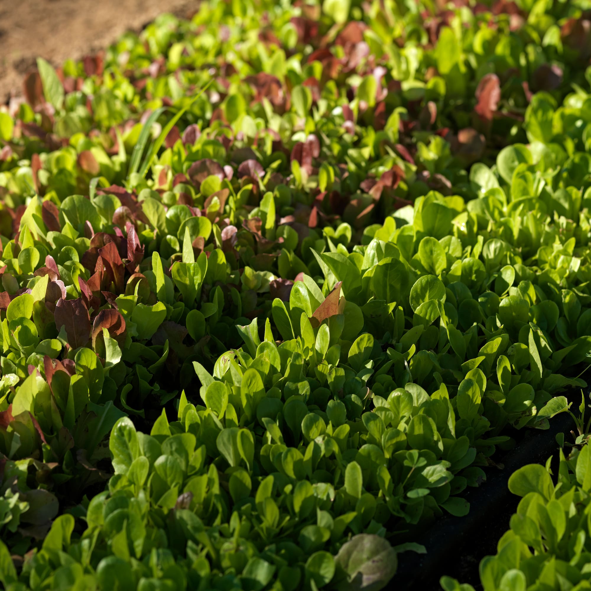 a white background with black and white clouds