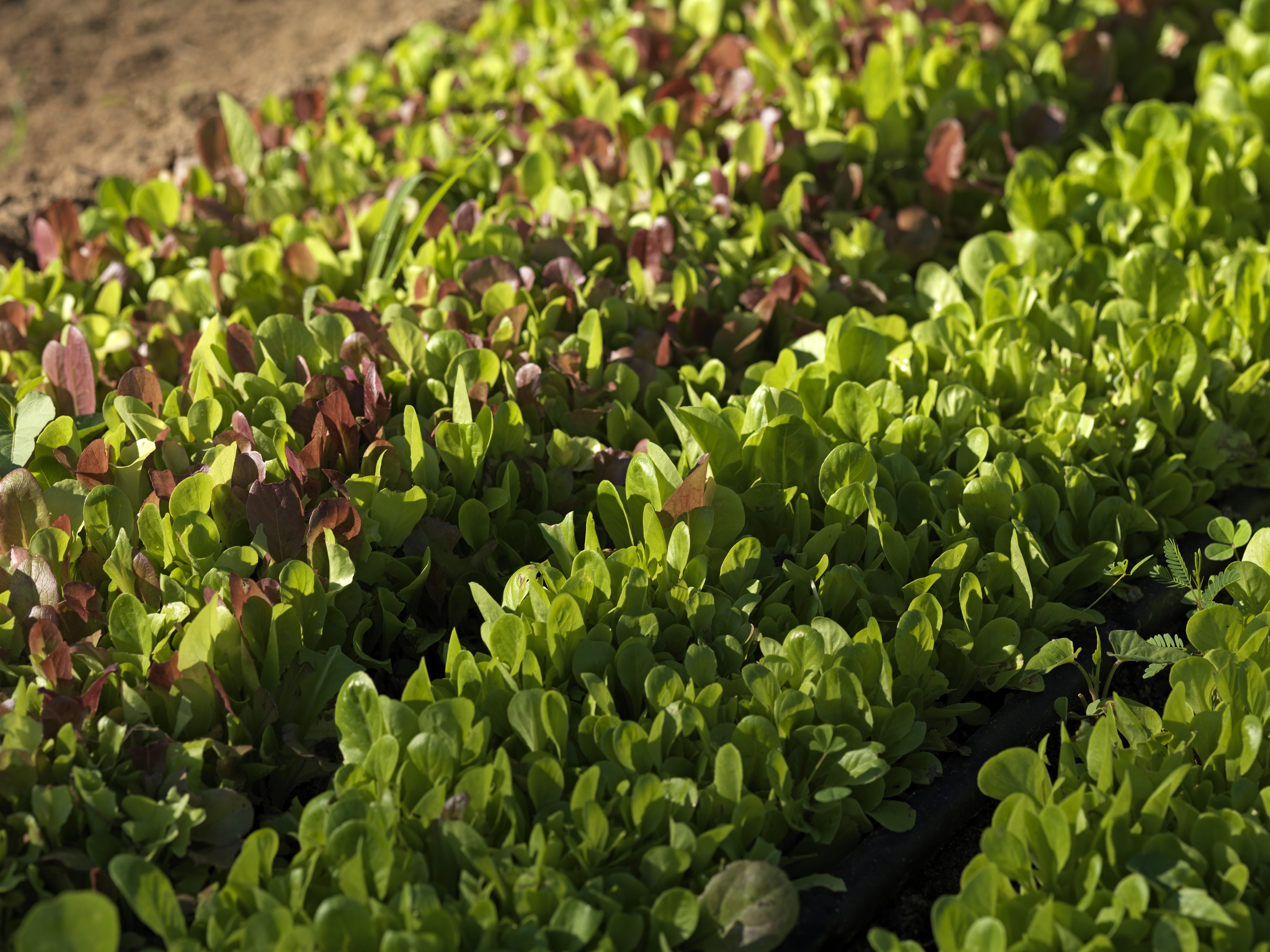 a row of green plants