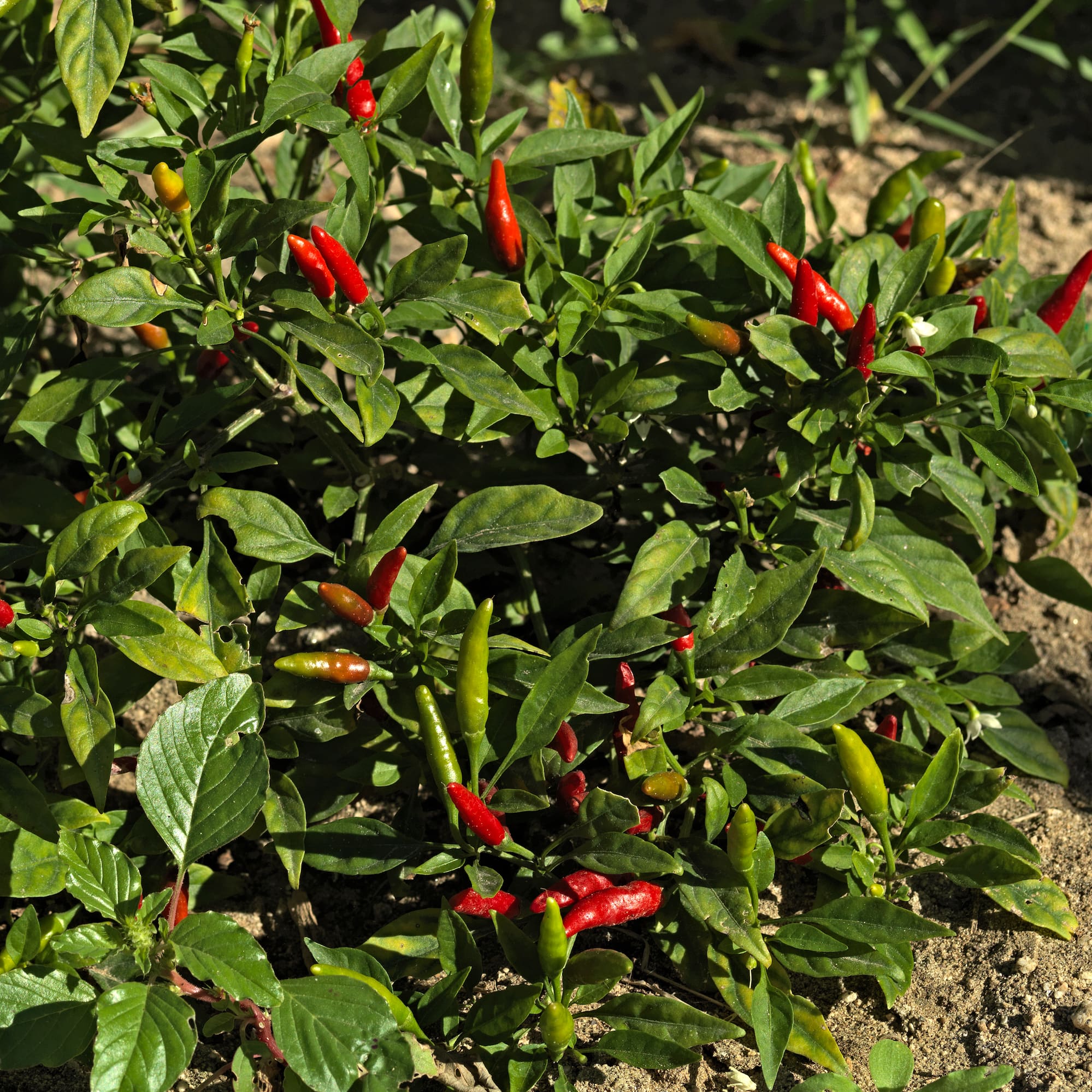 a white background with black and white clouds