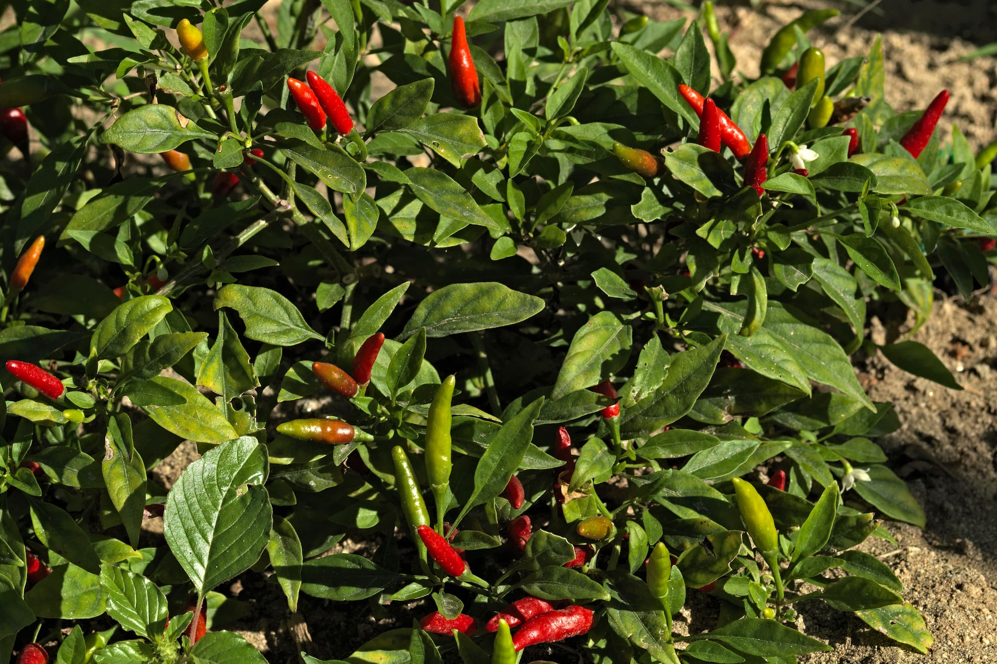 a plant with red peppers on it