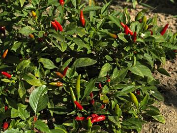 a plant with red peppers on it
