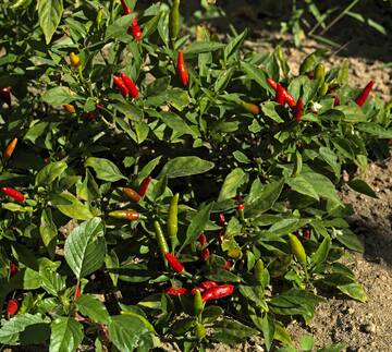 a plant with red peppers on it
