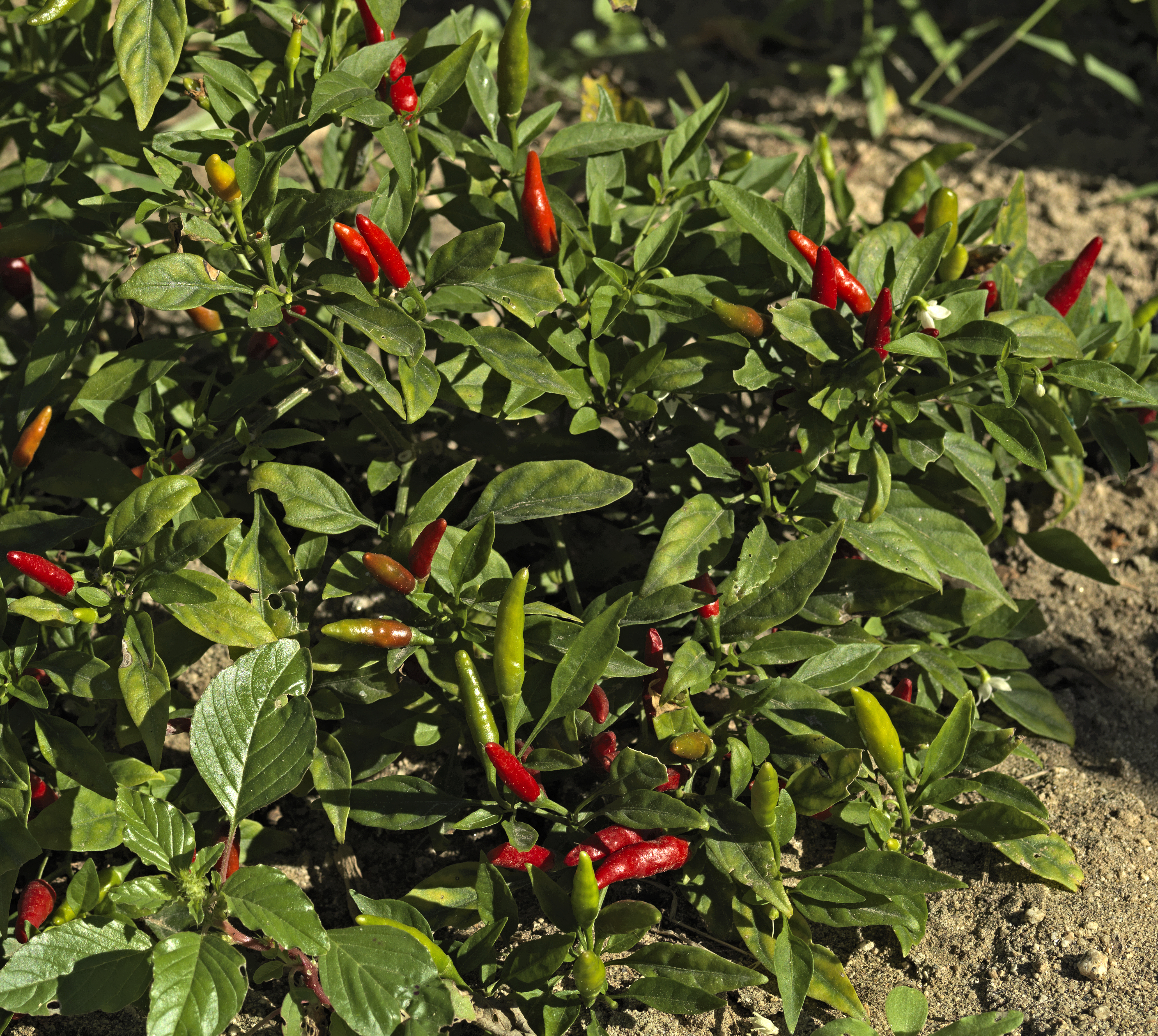 a plant with red peppers on it