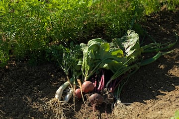a bunch of vegetables in the dirt