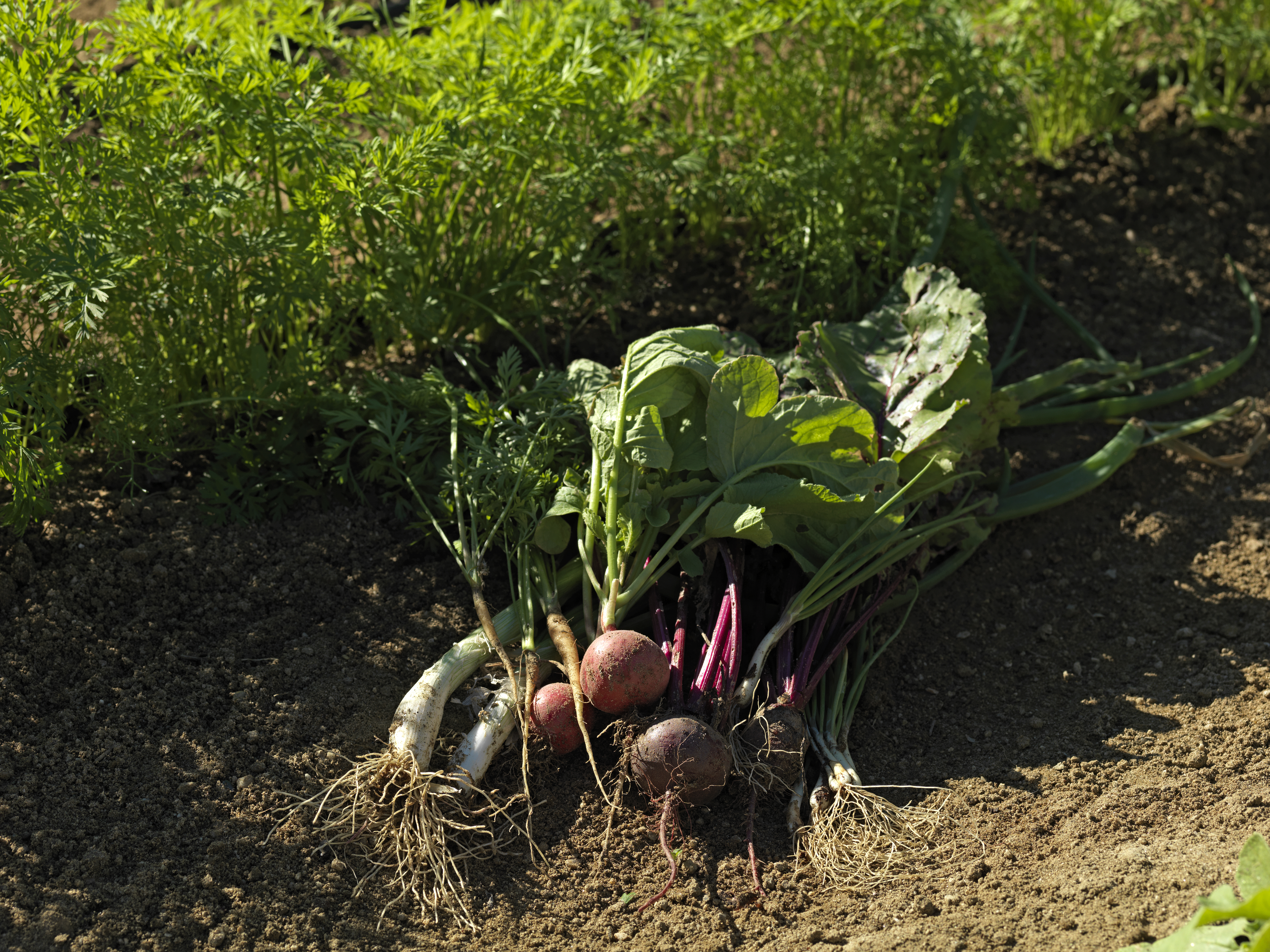 a bunch of vegetables in the dirt