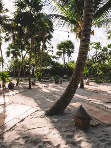 a group of palm trees and a palm tree on a sandy beach