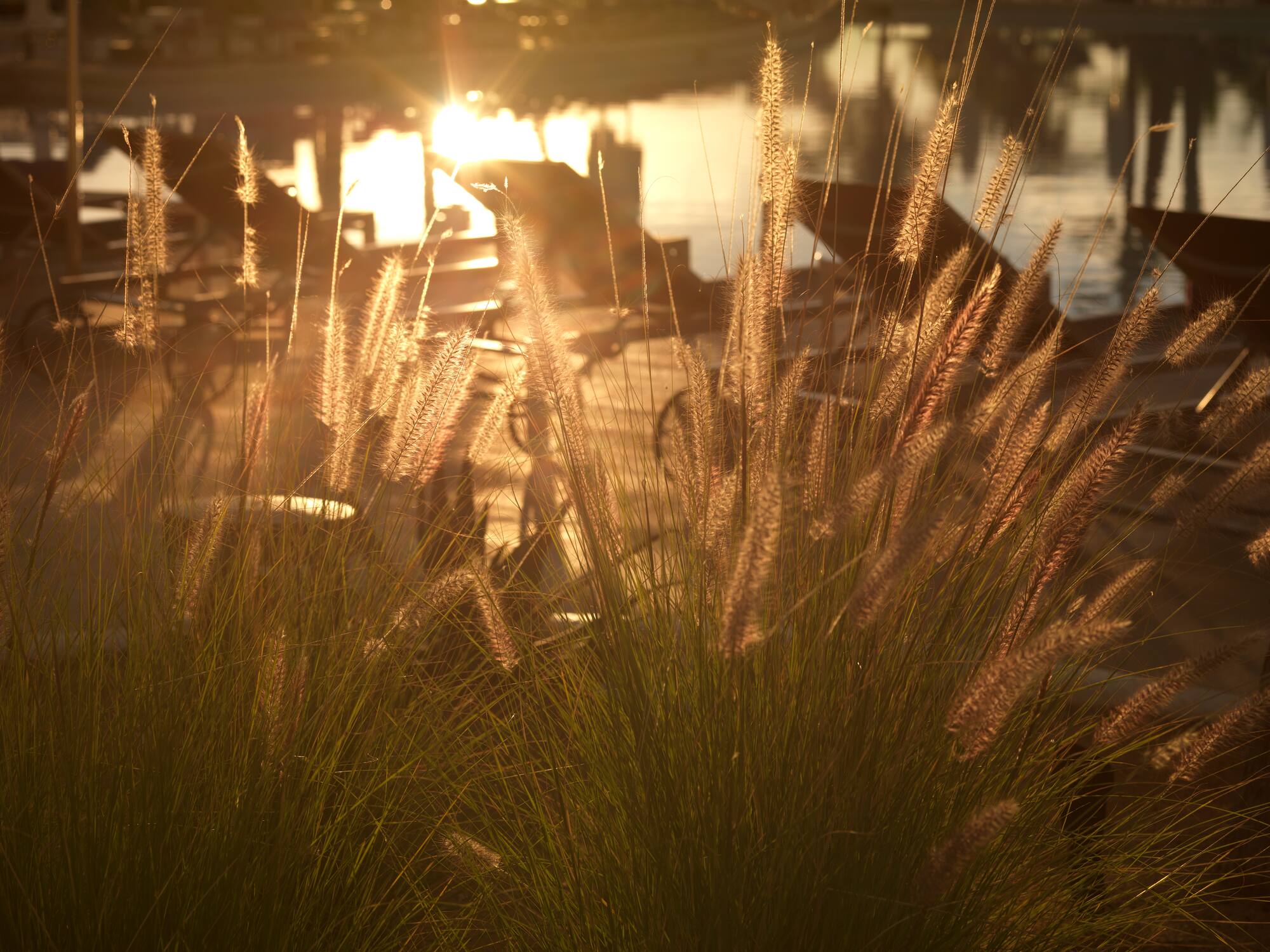 a grass with the sun shining through