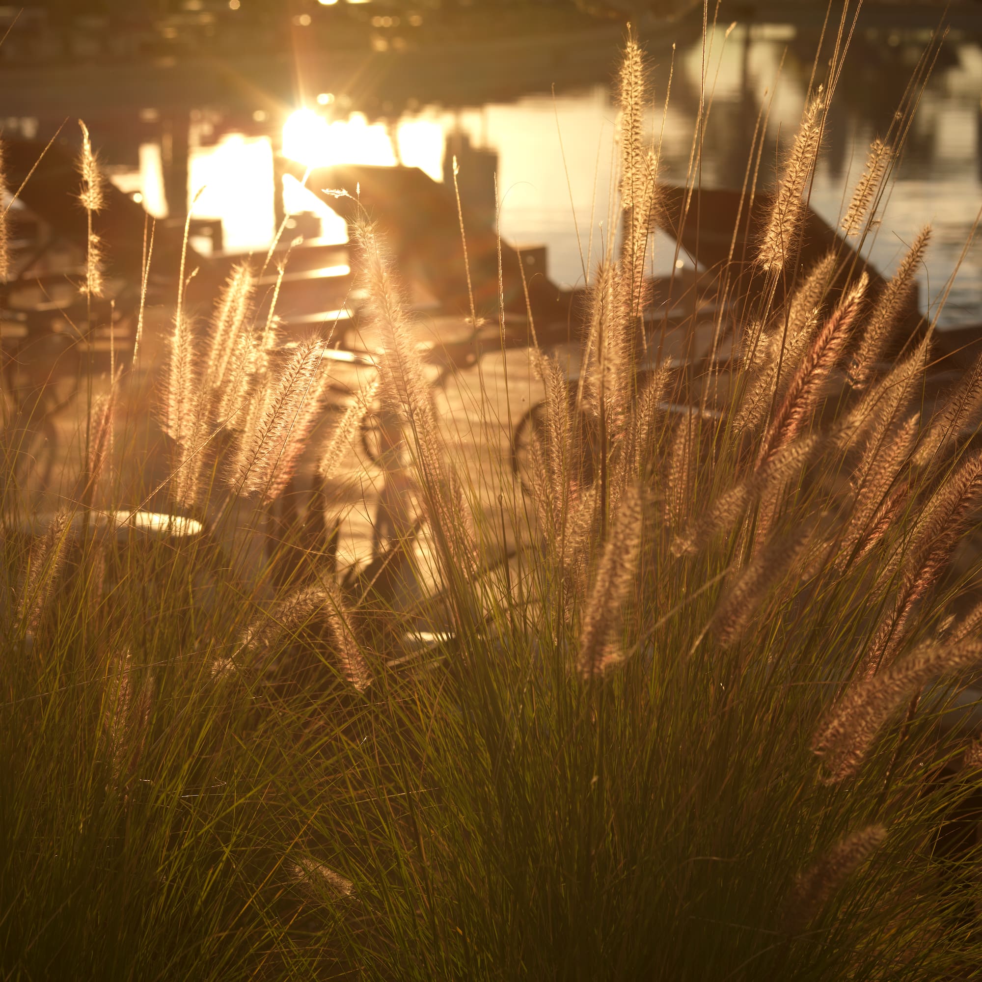 a grass with the sun shining through
