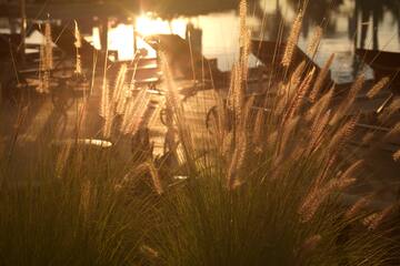 a grass with the sun shining through