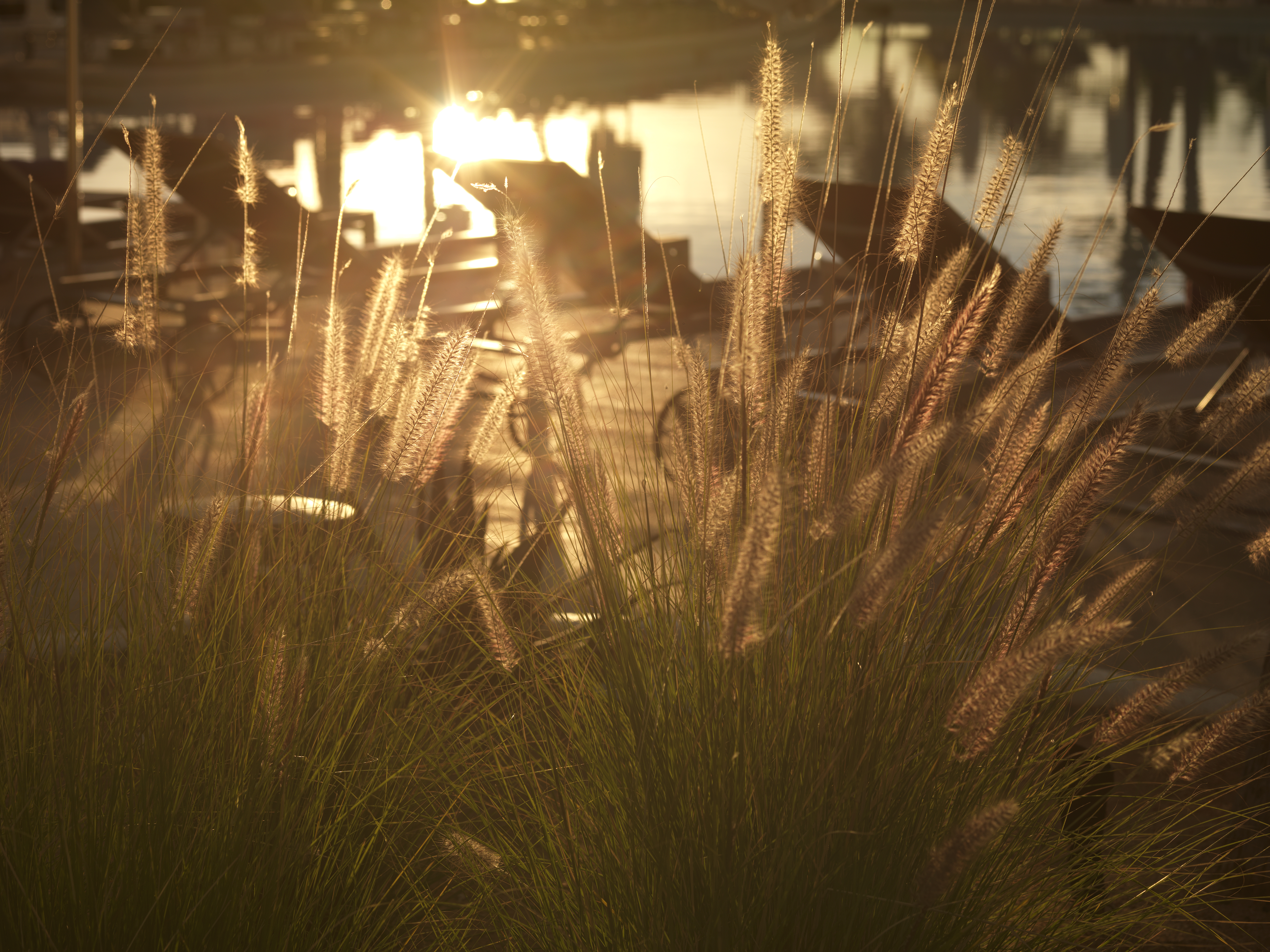 a grass with the sun shining through
