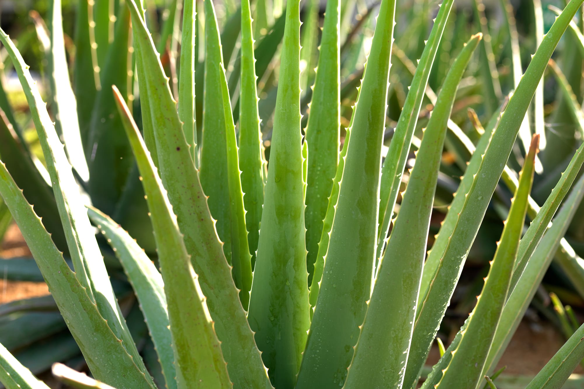 a close up of a plant