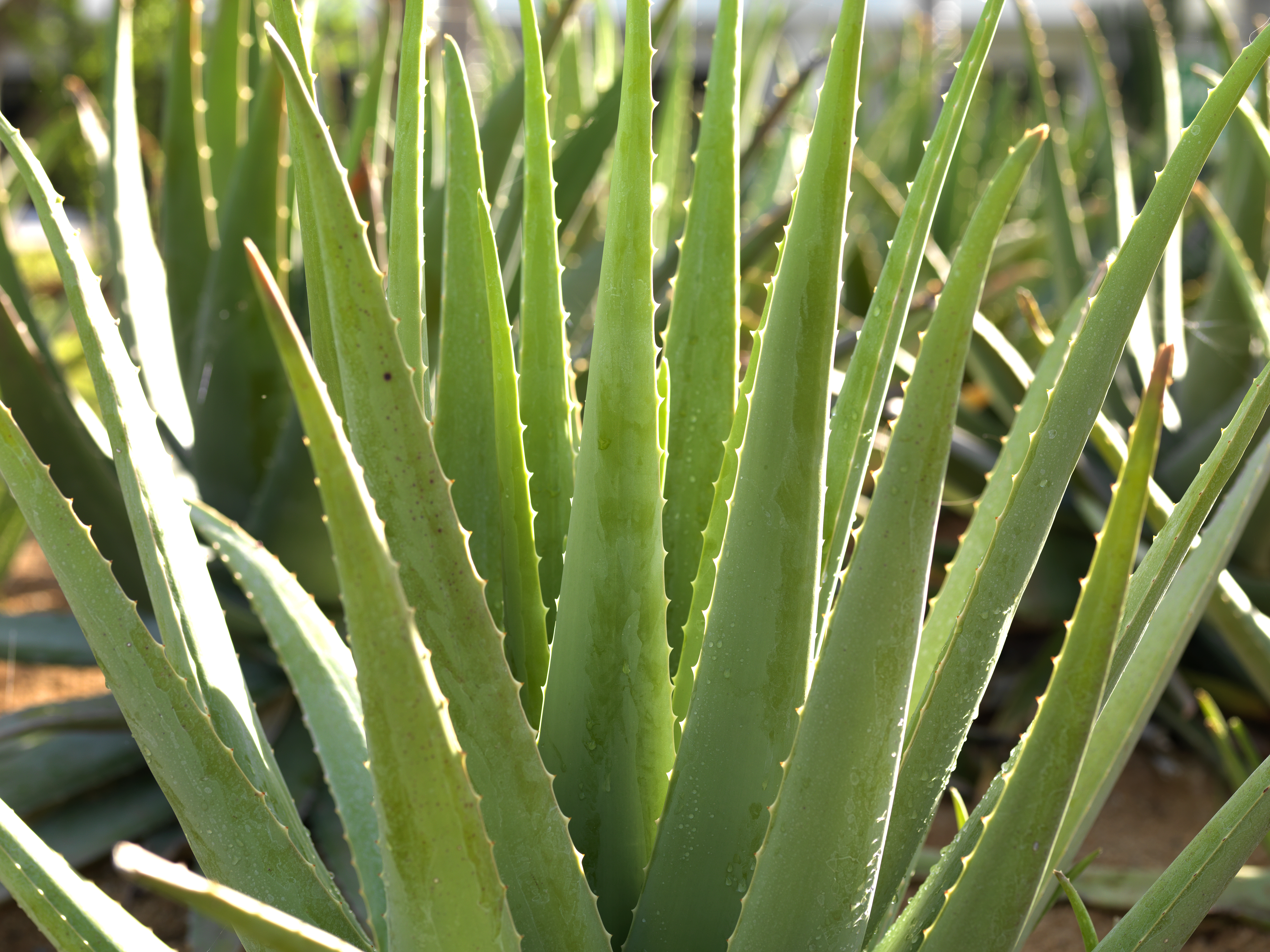 a close up of a plant