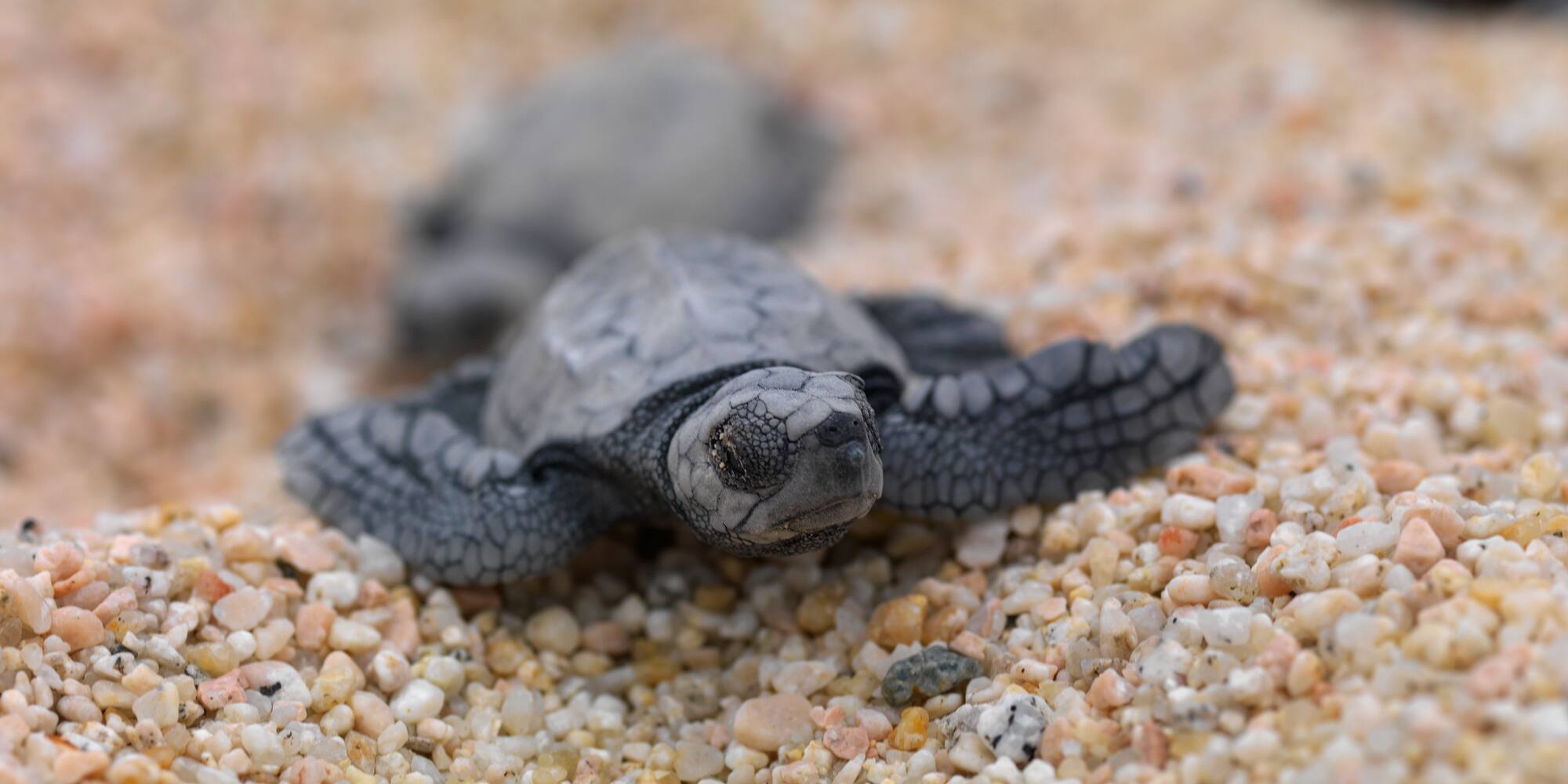 a baby turtle on a beach