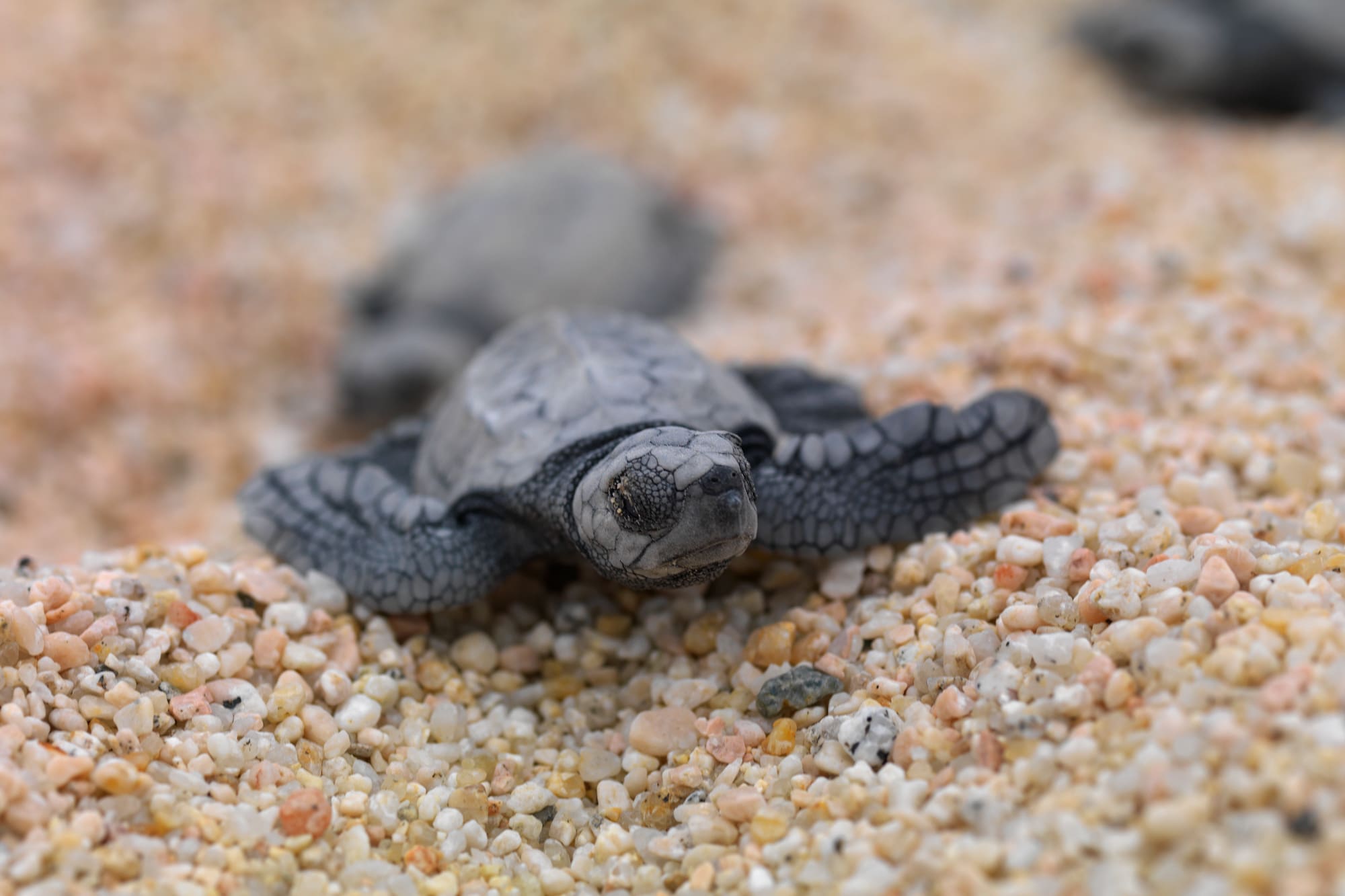 a baby turtle on a beach