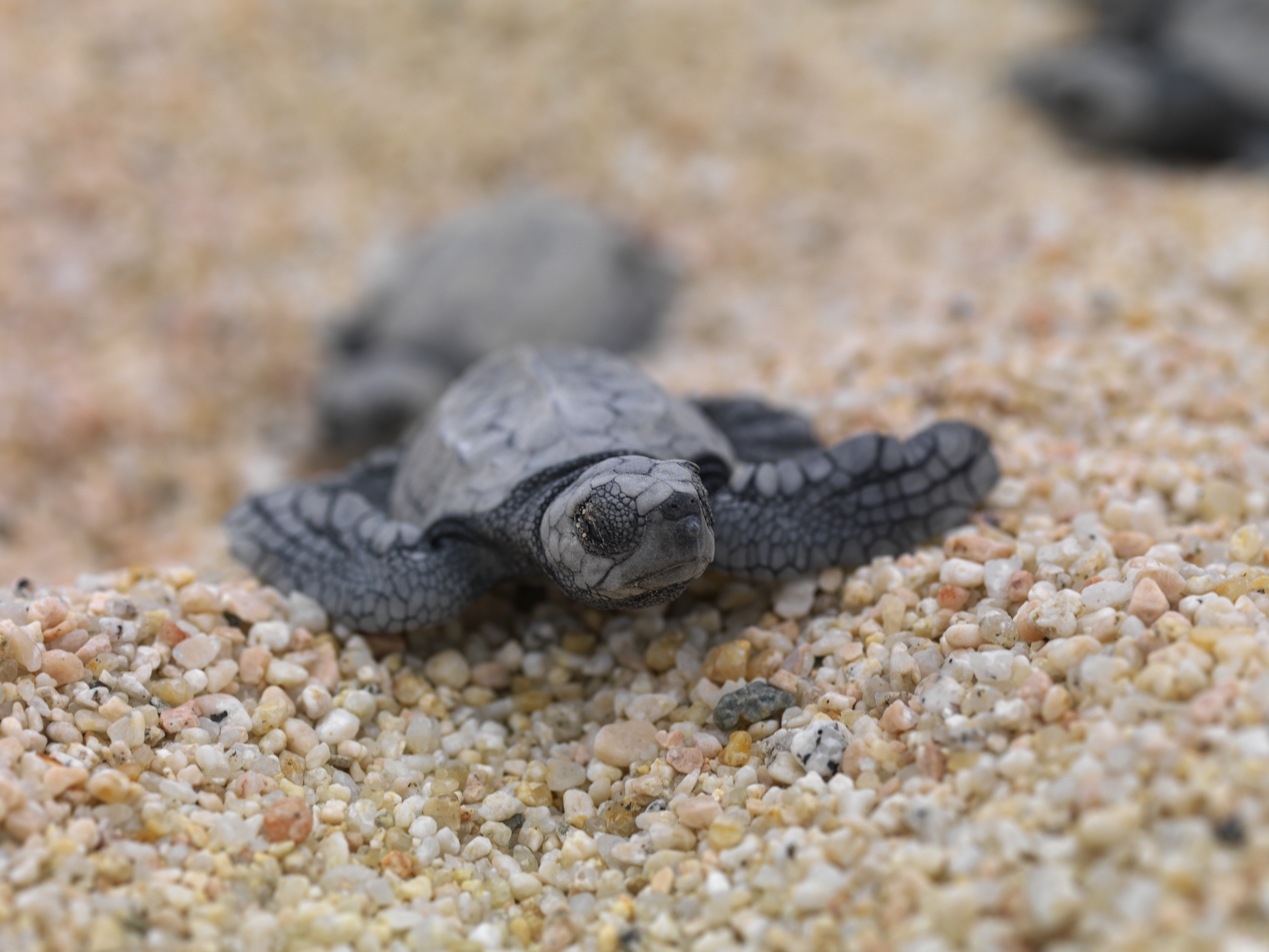 a baby turtle on a beach