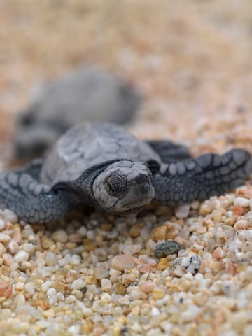 a baby turtle on a beach