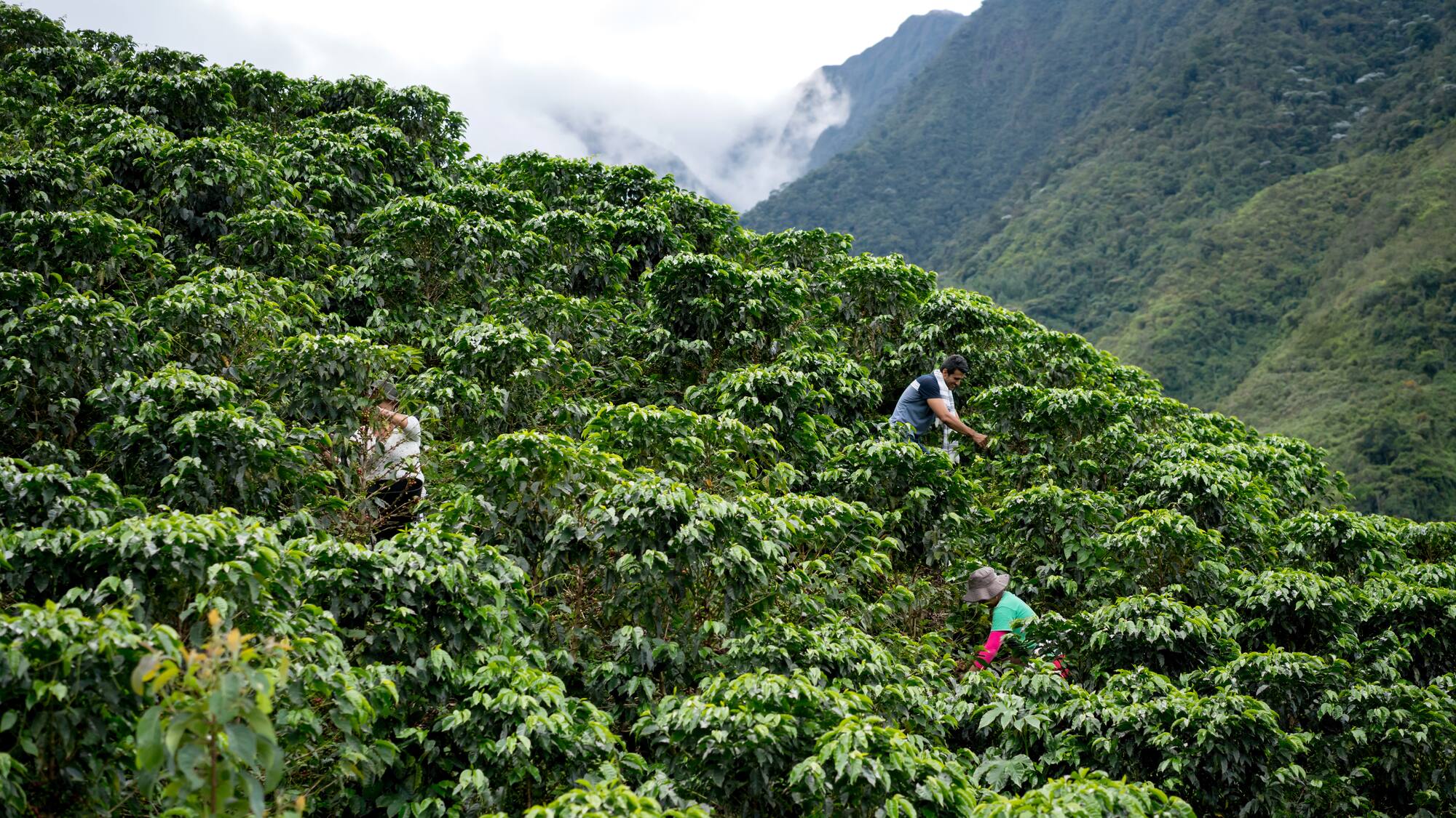 people picking coffee in a plantation