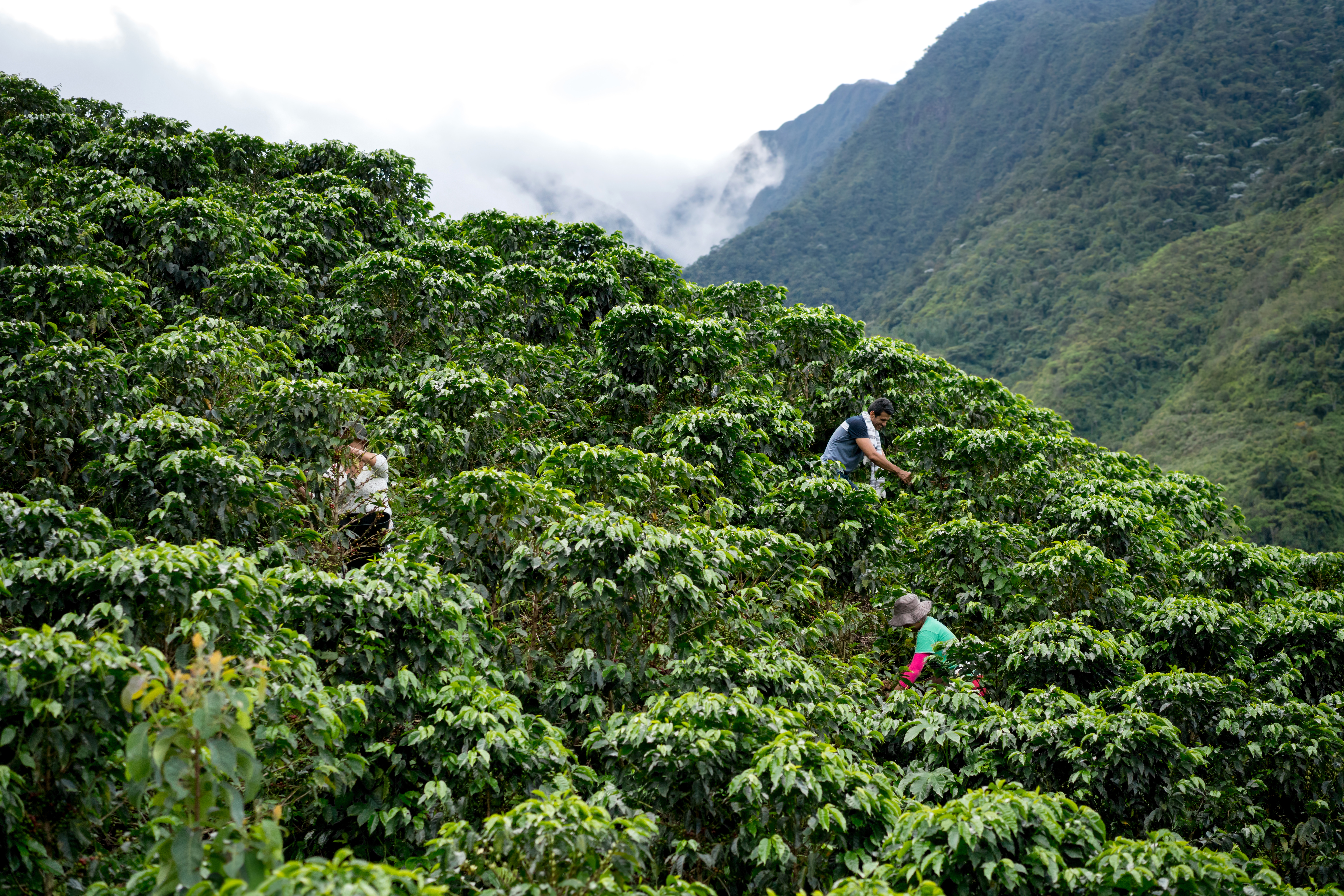 people picking coffee in a plantation