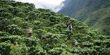 people picking coffee in a plantation