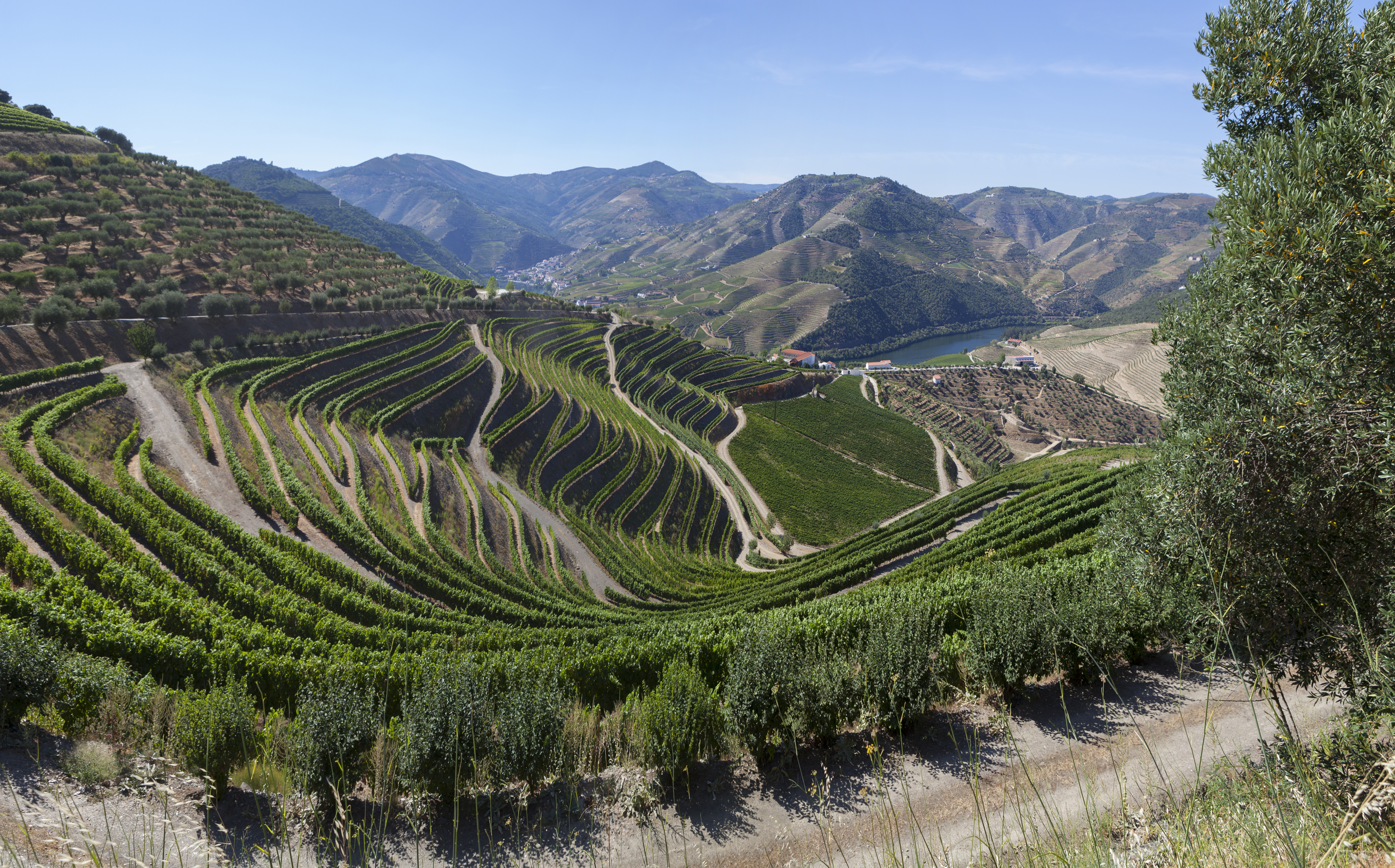 a green hills with rows of plants
