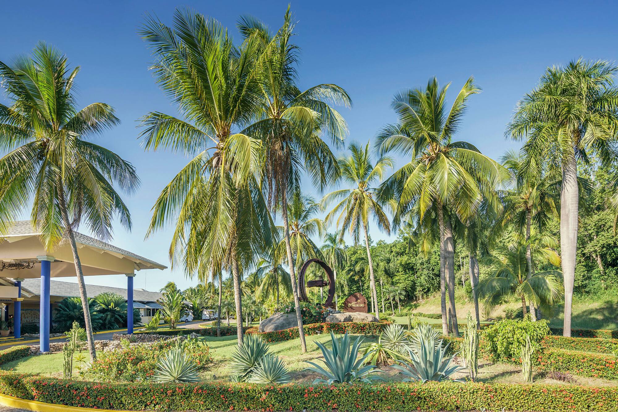 a palm trees in a garden