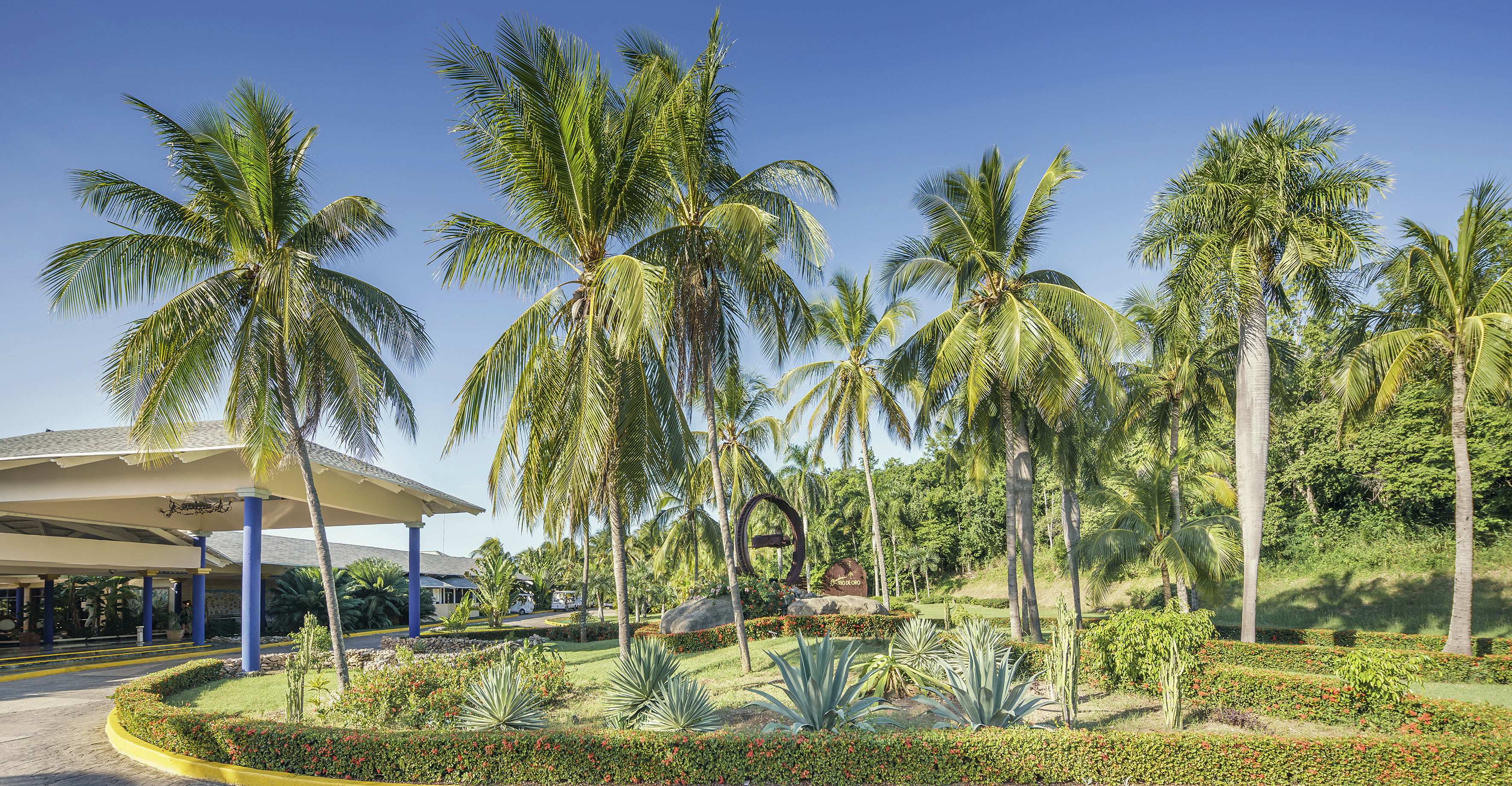 a palm trees in a garden